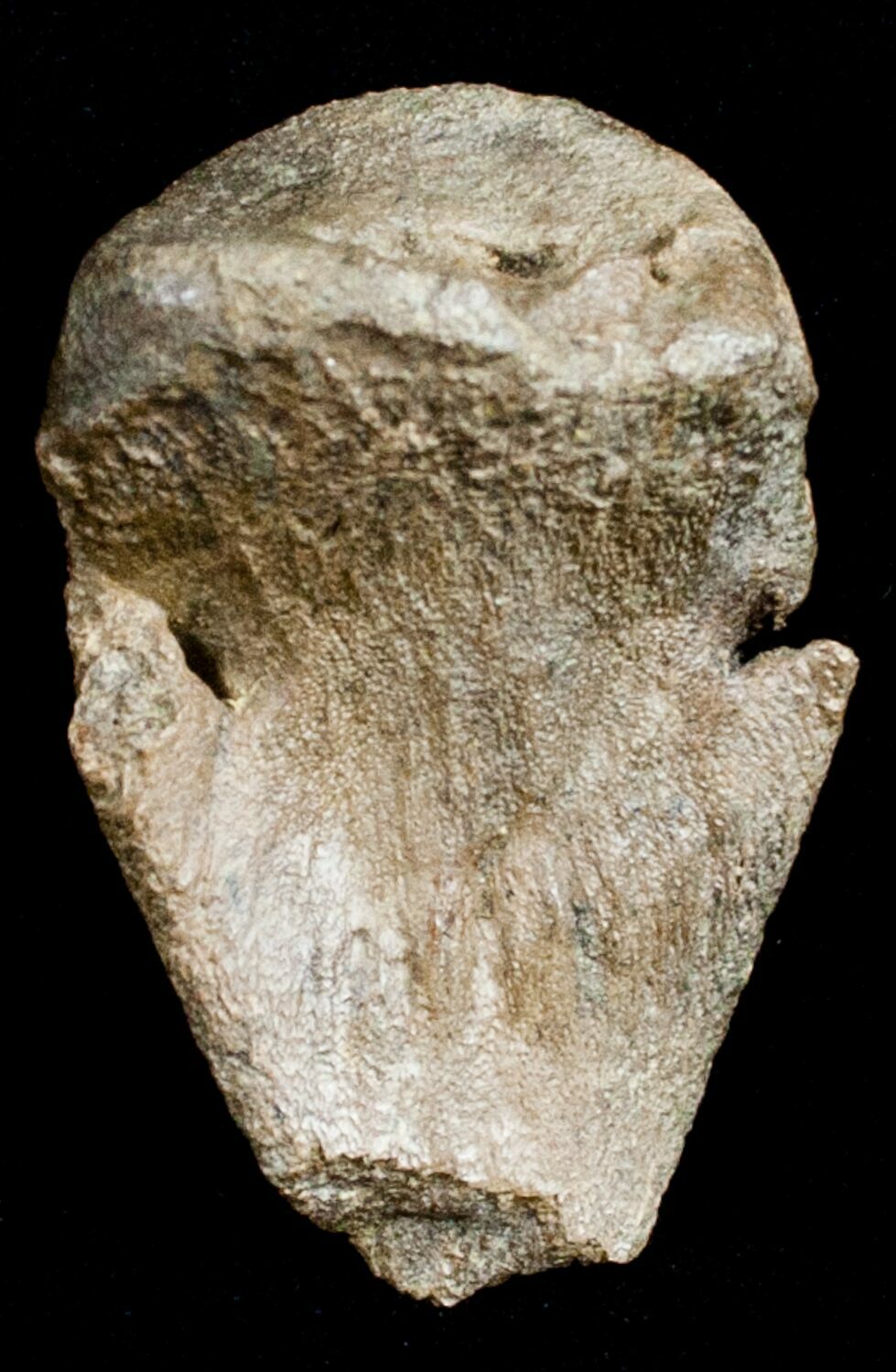 pachycephalosaurus fossil