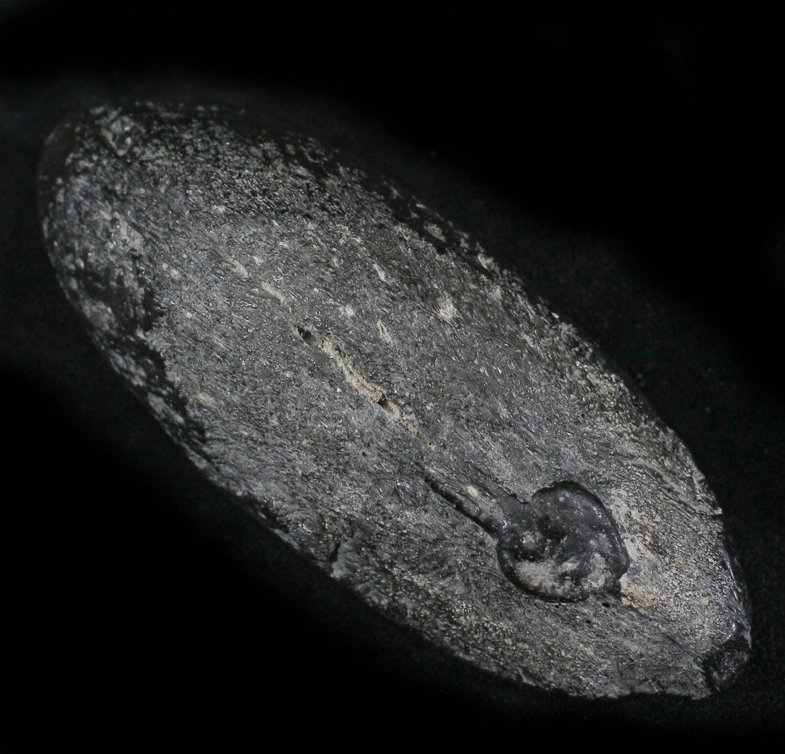 megalodon coprolite