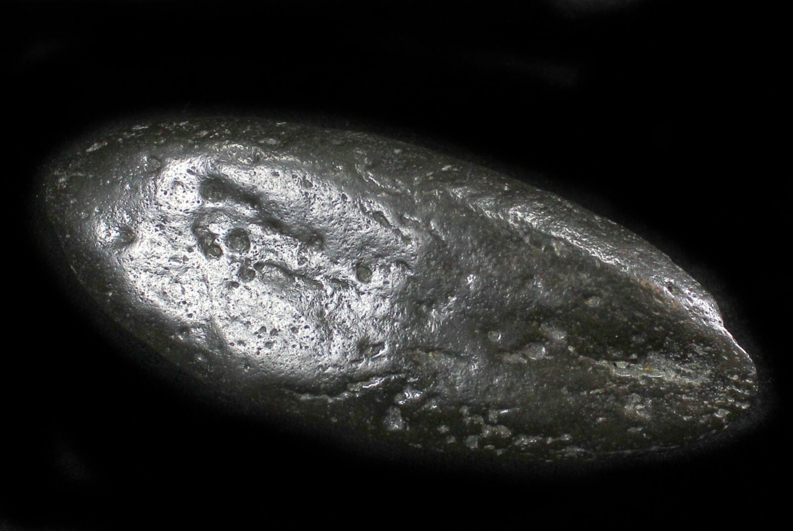 megalodon coprolite