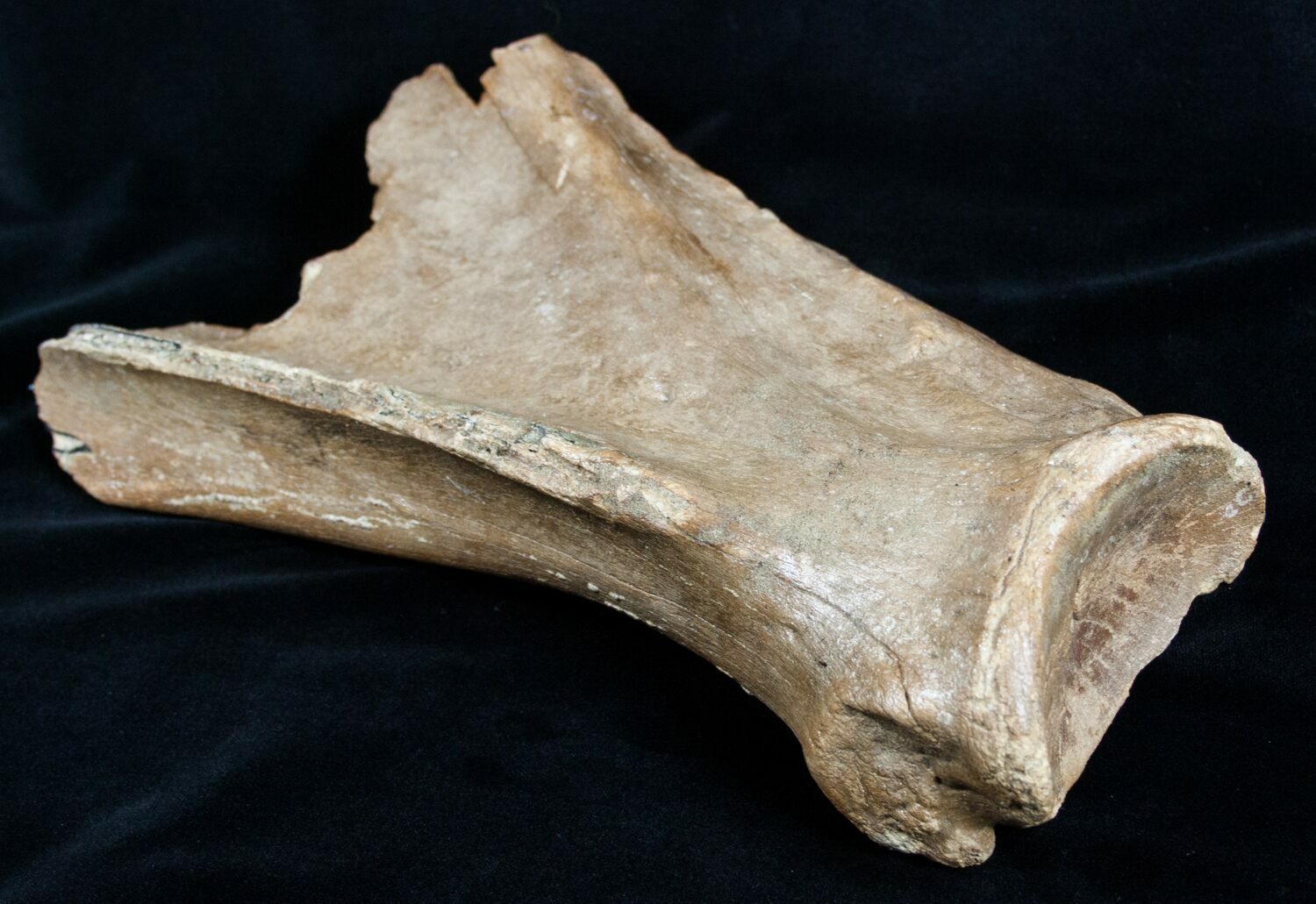 Woolly Rhinoceros Scapula Bone (Partial) - Late Pleistocene For Sale ...