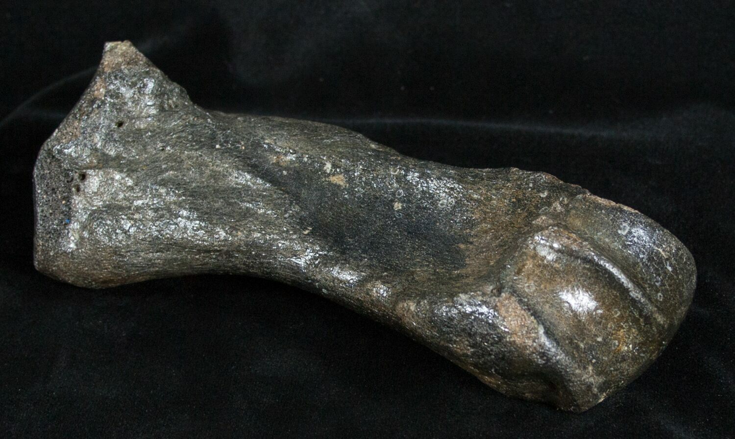 Woolly Rhinoceros Toe Bone - Late Pleistocene For Sale (#3451 ...