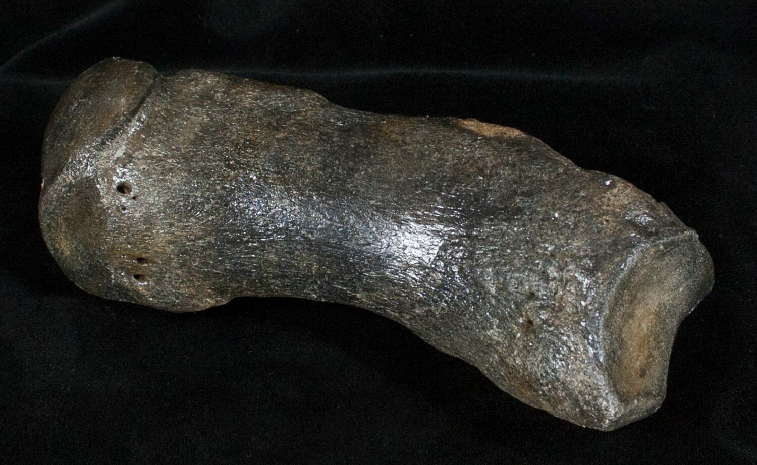 Woolly Rhinoceros Toe Bone - Late Pleistocene For Sale (#3451 ...