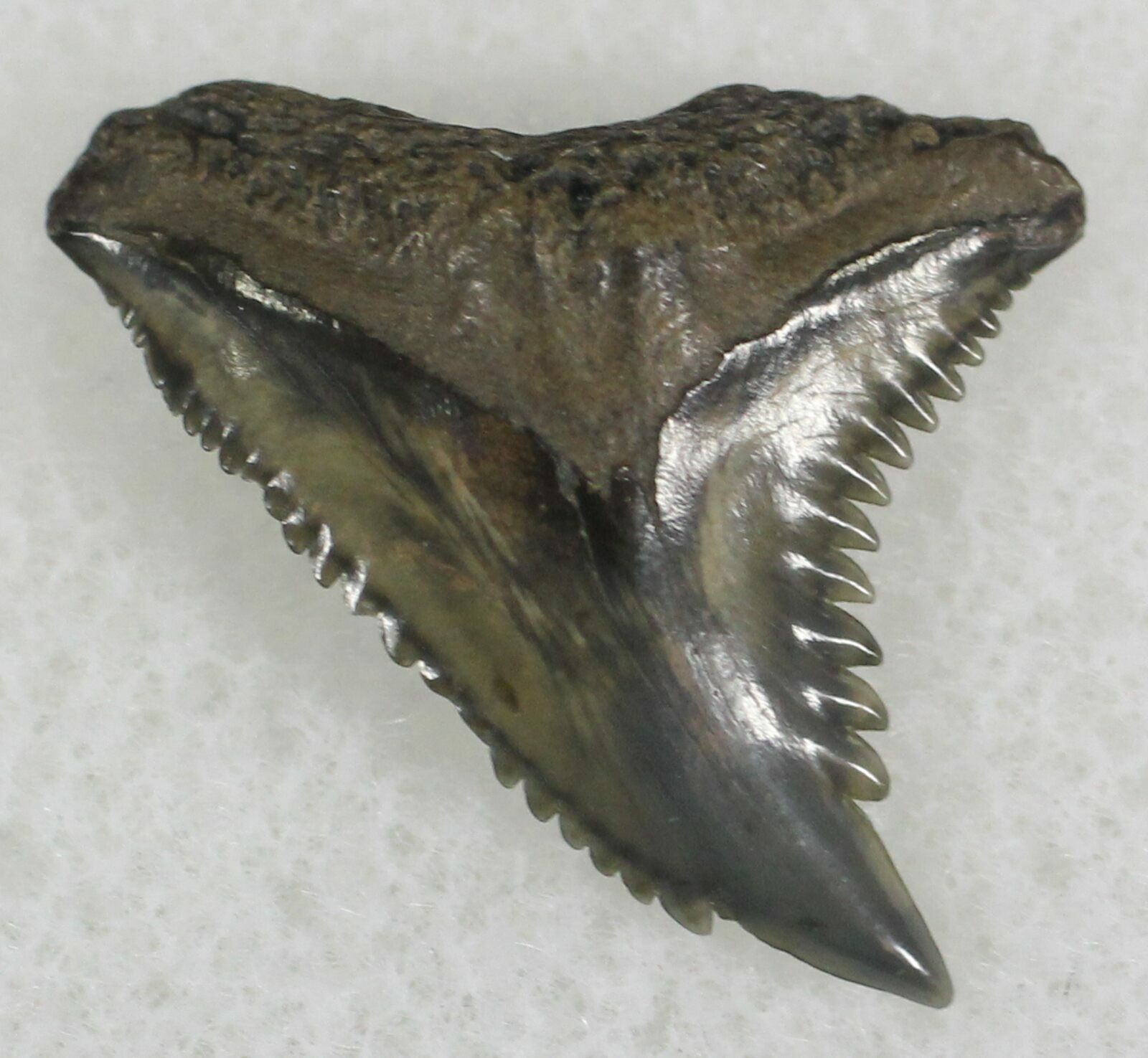 .71" Hemipristis Shark Tooth Fossil Florida For Sale (25321