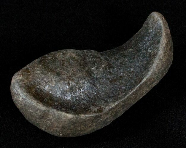 Fossil Cetacean (Whale) Ear Bone - Miocene For Sale (#3499) - FossilEra.com