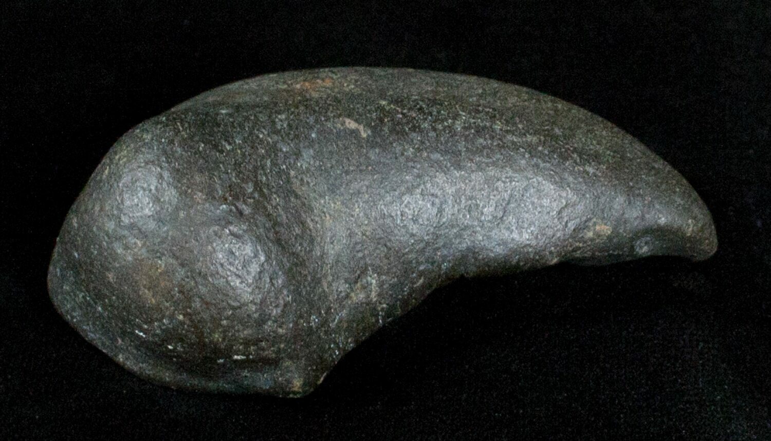 Fossil Cetacean (Whale) Ear Bone - Miocene For Sale (#3502) - FossilEra.com