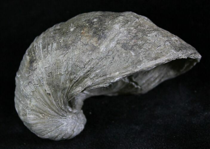 Gryphaea (Devil's Toenail) Fossil Oyster - Jurassic For Sale (#25980 ...