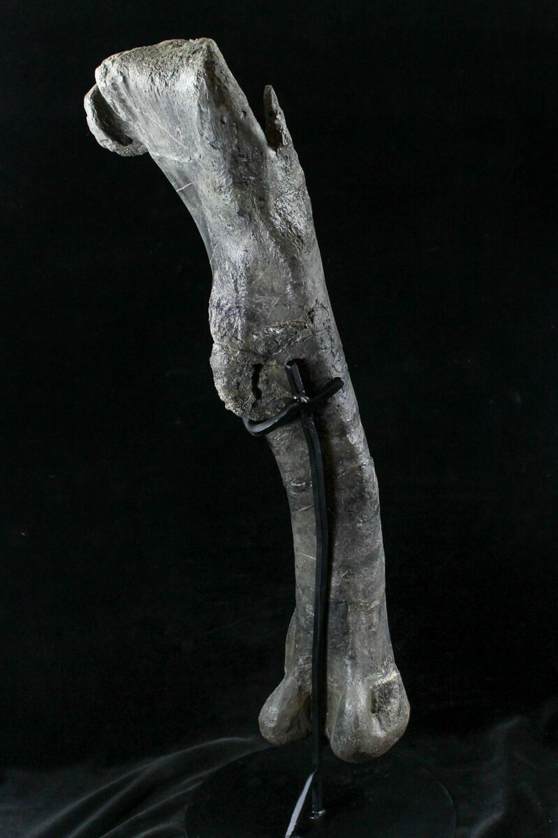 femur dinosaur