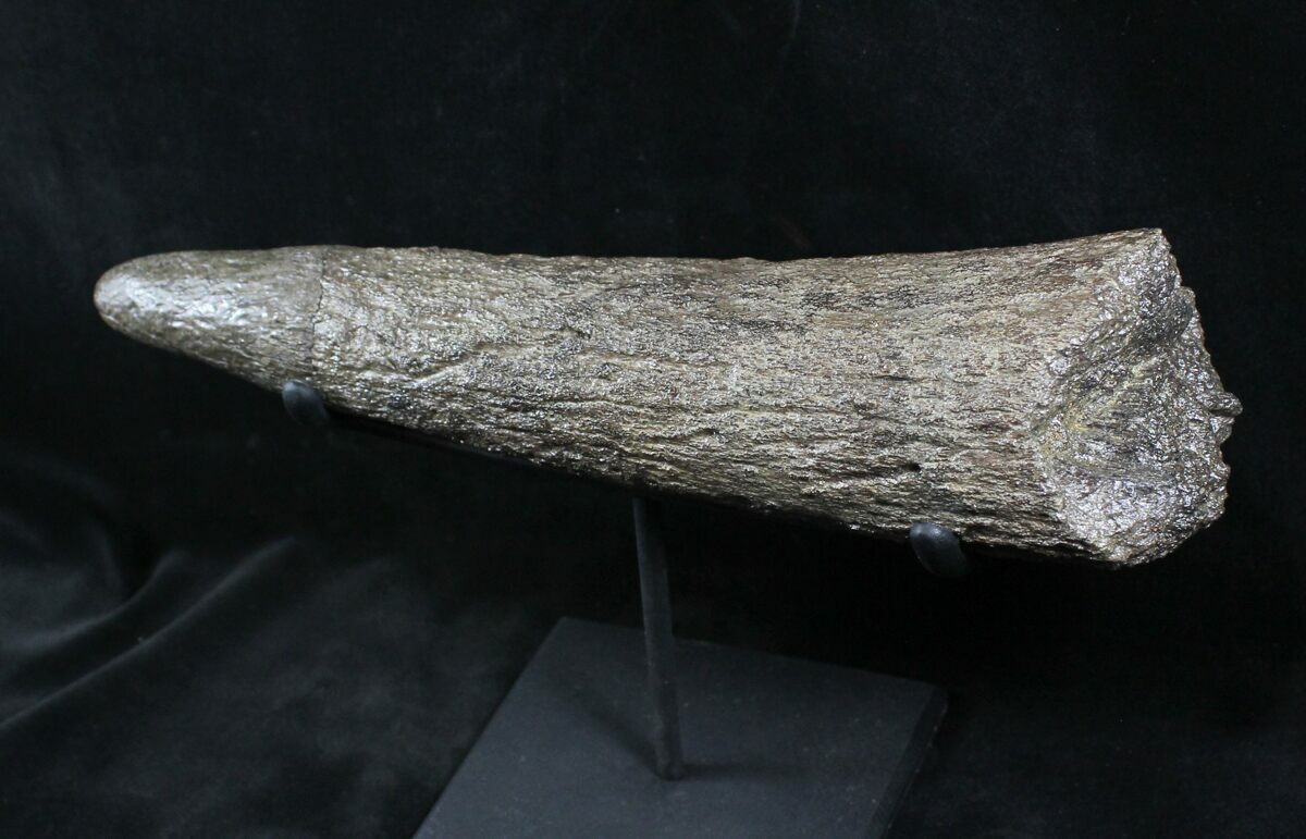 triceratops horn fossil for sale