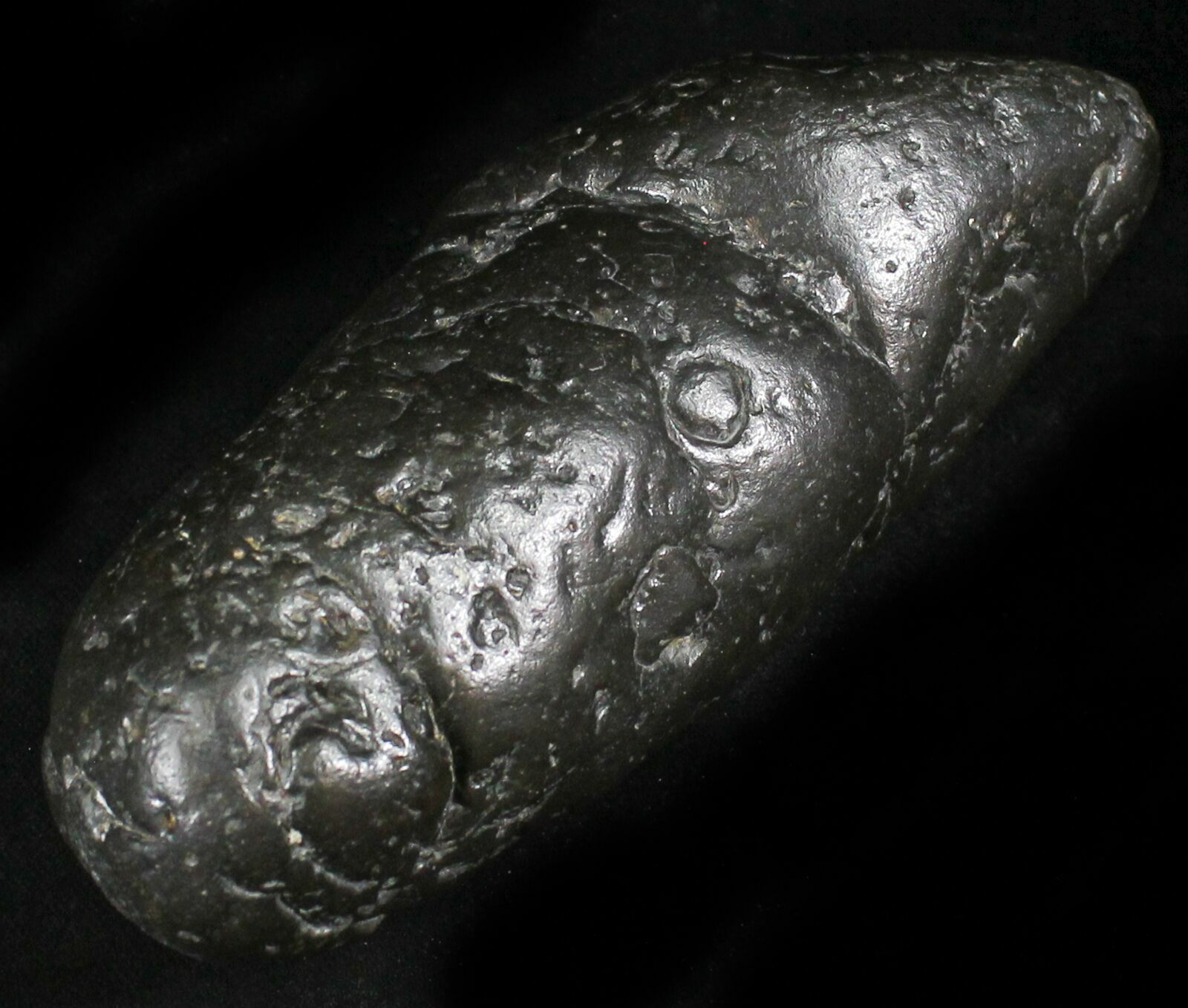 shark coprolite