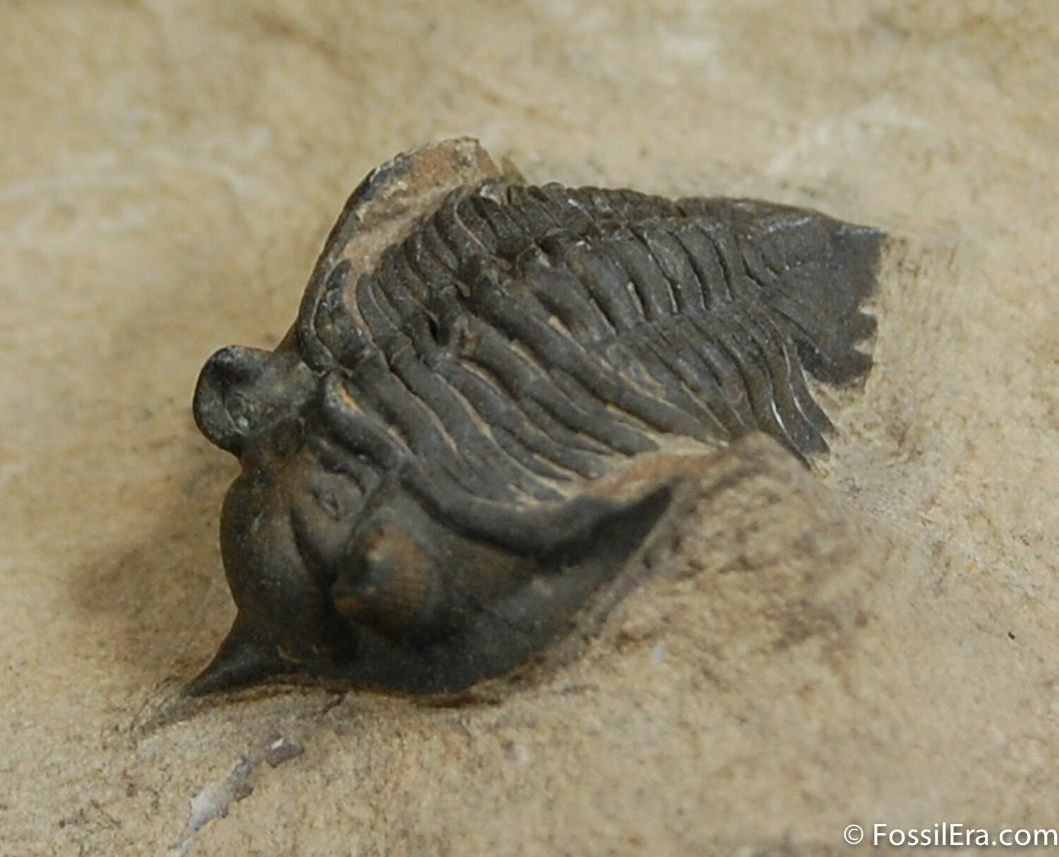 Cute Pseudocryphaeus (Cryphina) Trilobite For Sale (#454) - FossilEra.com