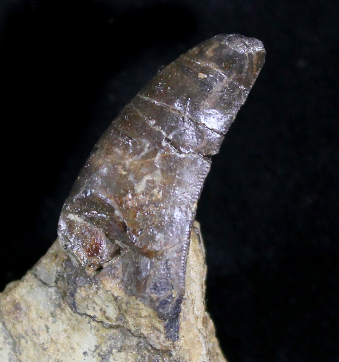 allosaurus tooth for sale