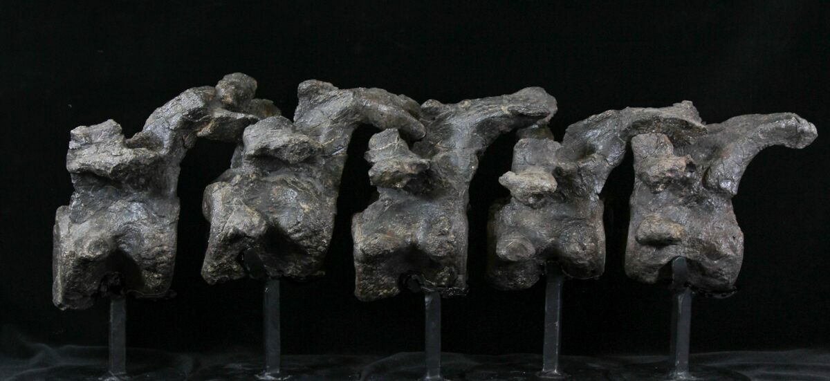 authentic dinosaur bones for sale