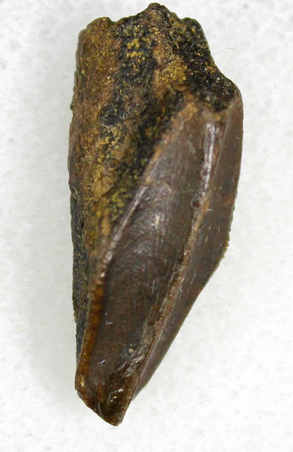 petrified dinosaur tooth