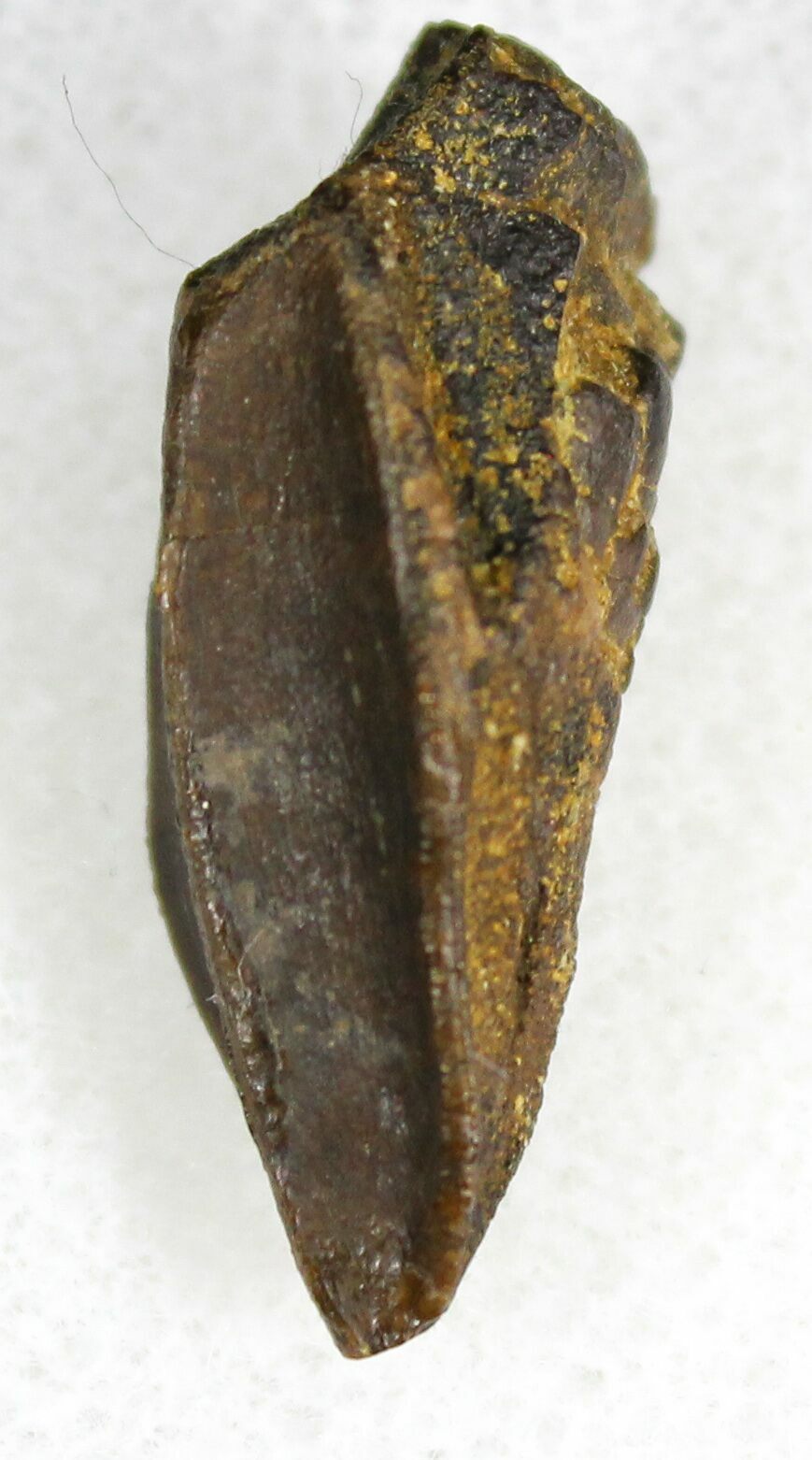 petrified dinosaur tooth