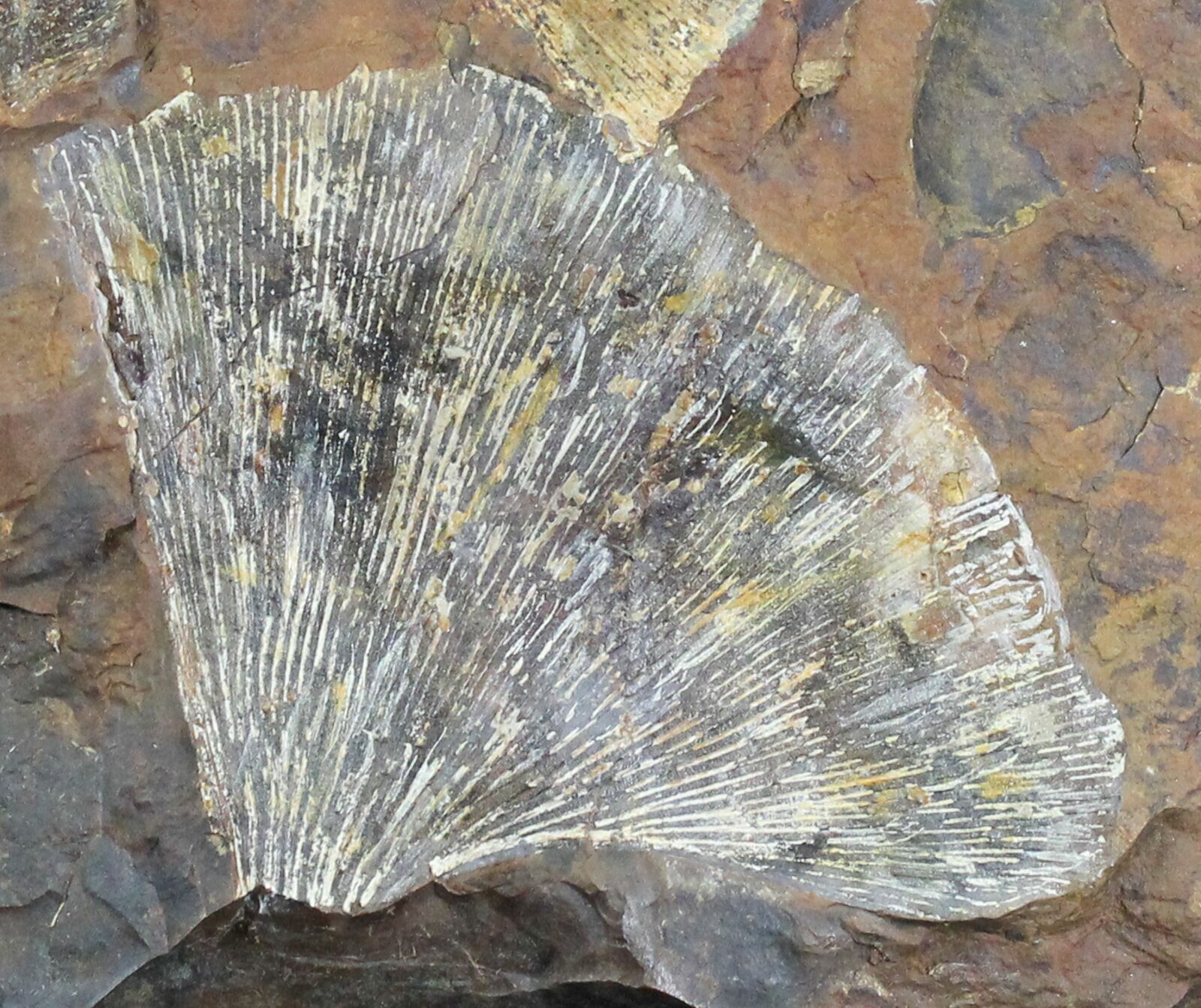 Plant Fossils For Sale - FossilEra.com