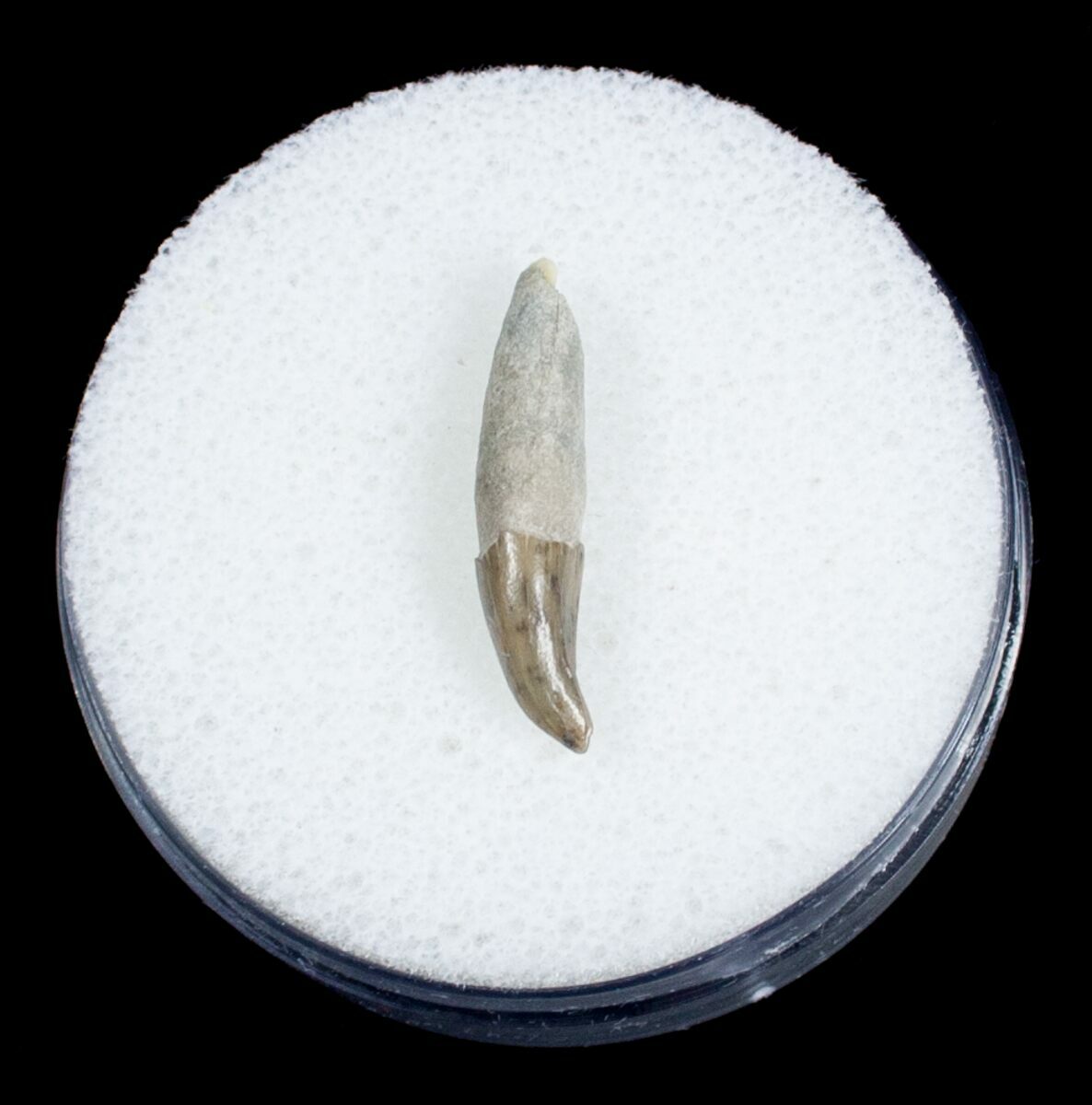 Fossil Porpoise Tooth - Lee Creek Mine For Sale (#3718) - FossilEra.com