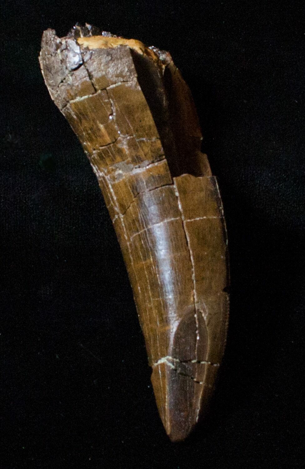 tyrannosaurus rex tooth for sale