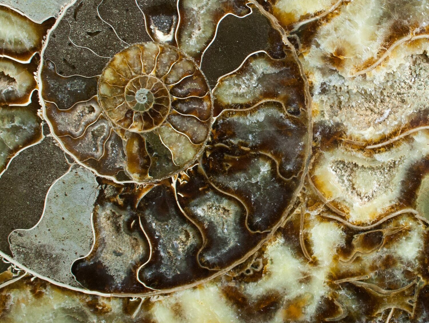 Giant 10.1 Inch Split Ammonite Pair For Sale (#3755) - FossilEra.com