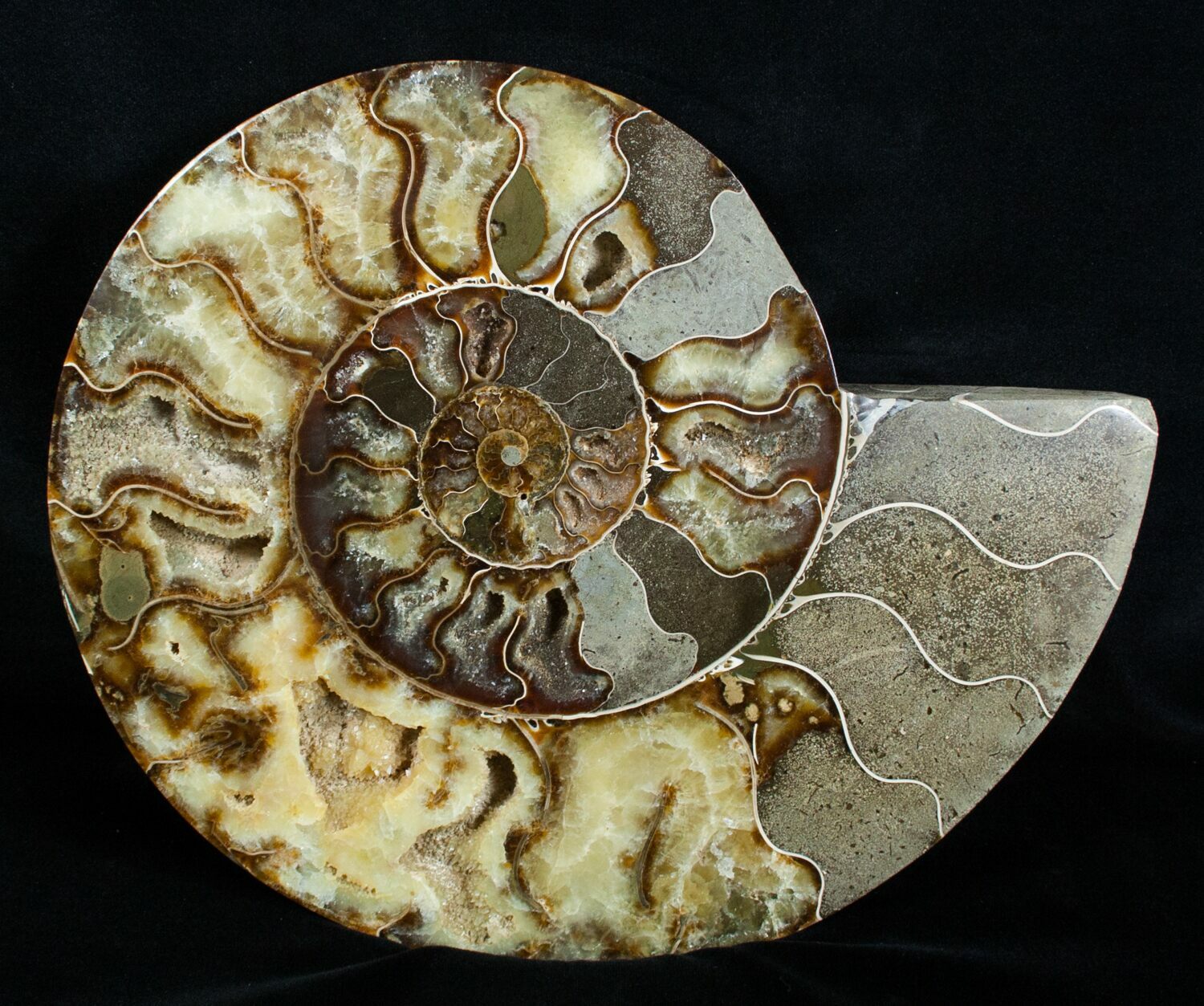 Giant 10.1 Inch Split Ammonite Pair For Sale (#3755) - FossilEra.com