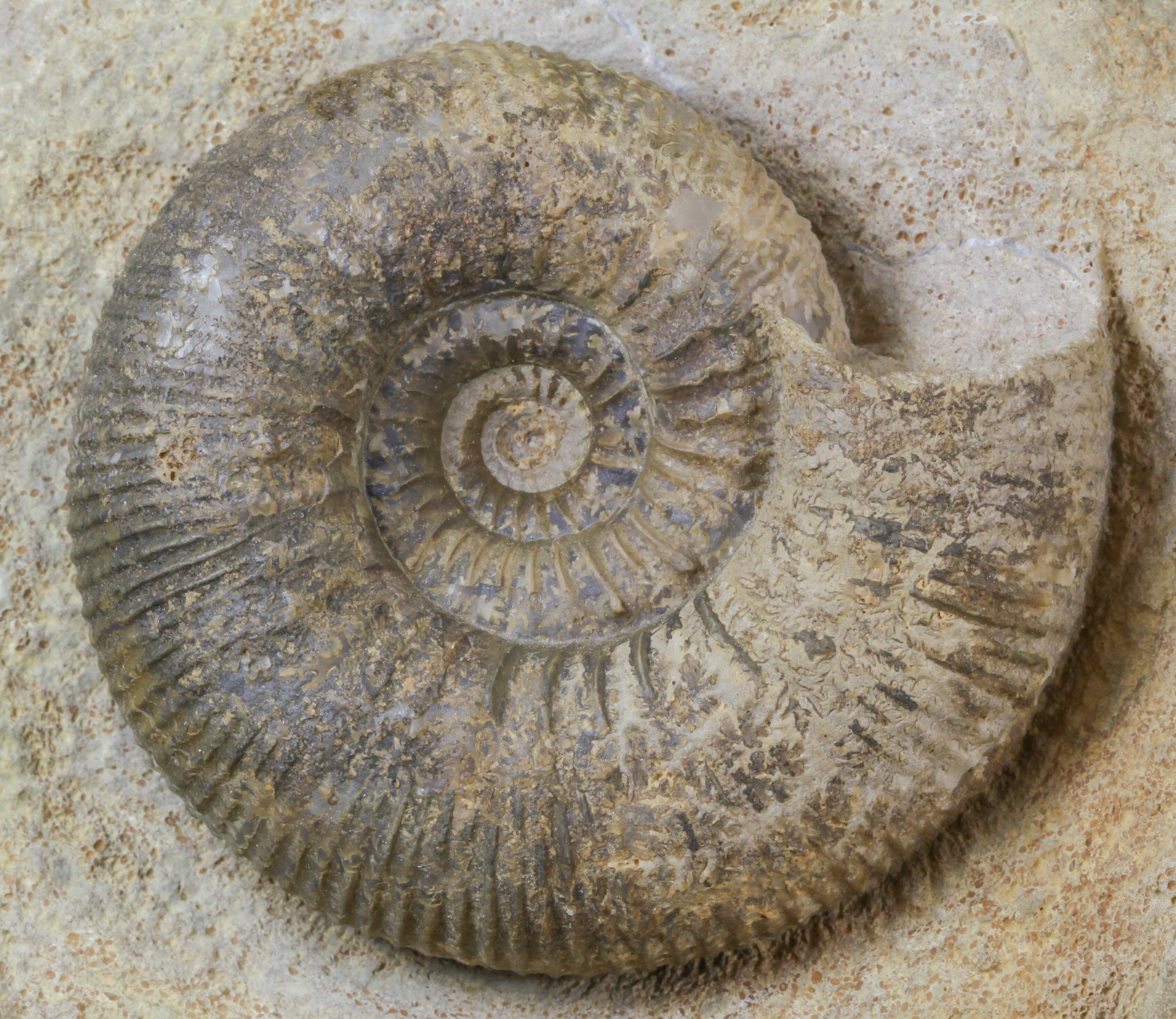 Double Stephanoceras Ammonite Display - Dorset, England For Sale ...