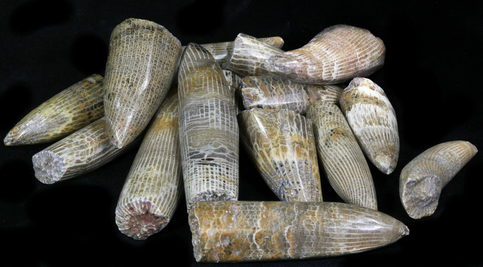 Horn Coral Fossils For Sale - FossilEra.com