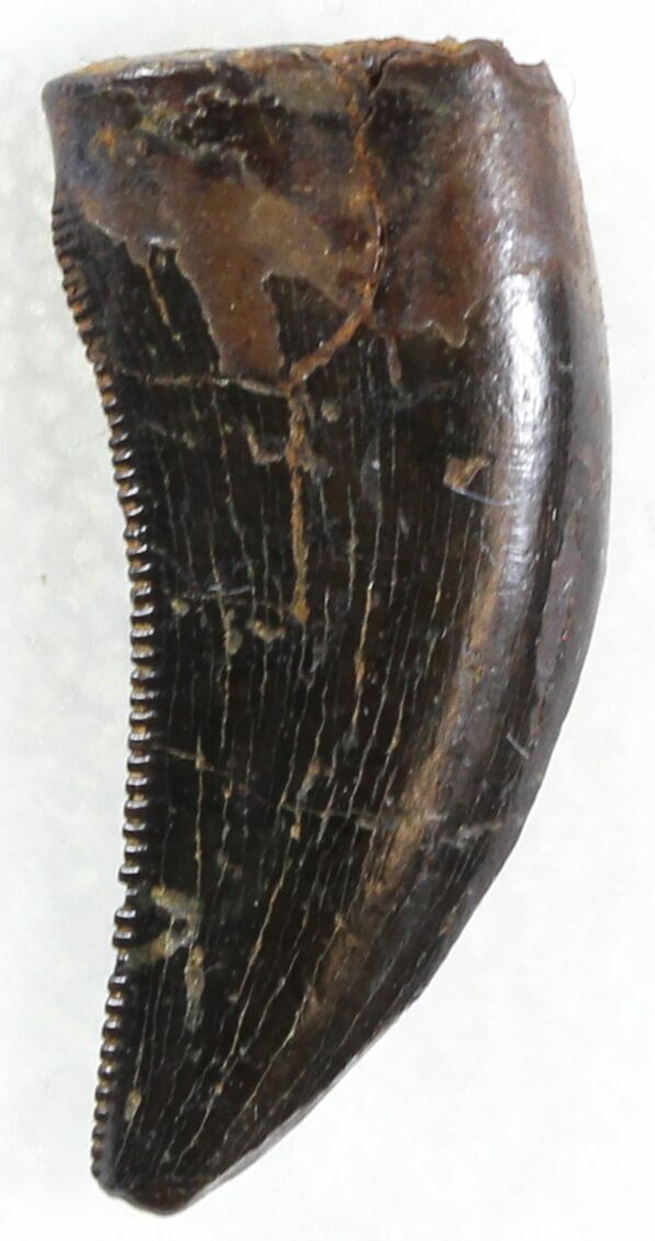 theropod teeth