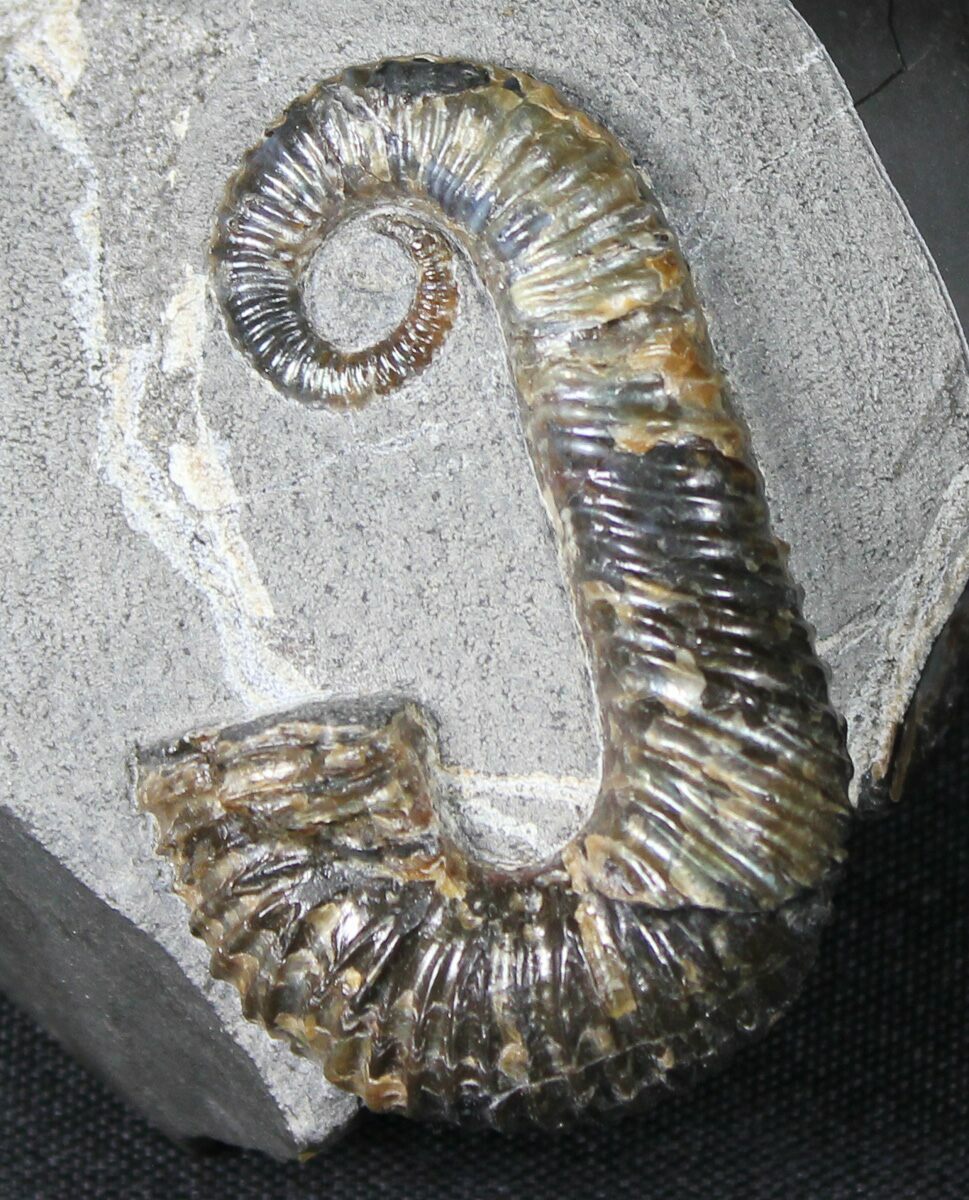 heteromorph ammonite