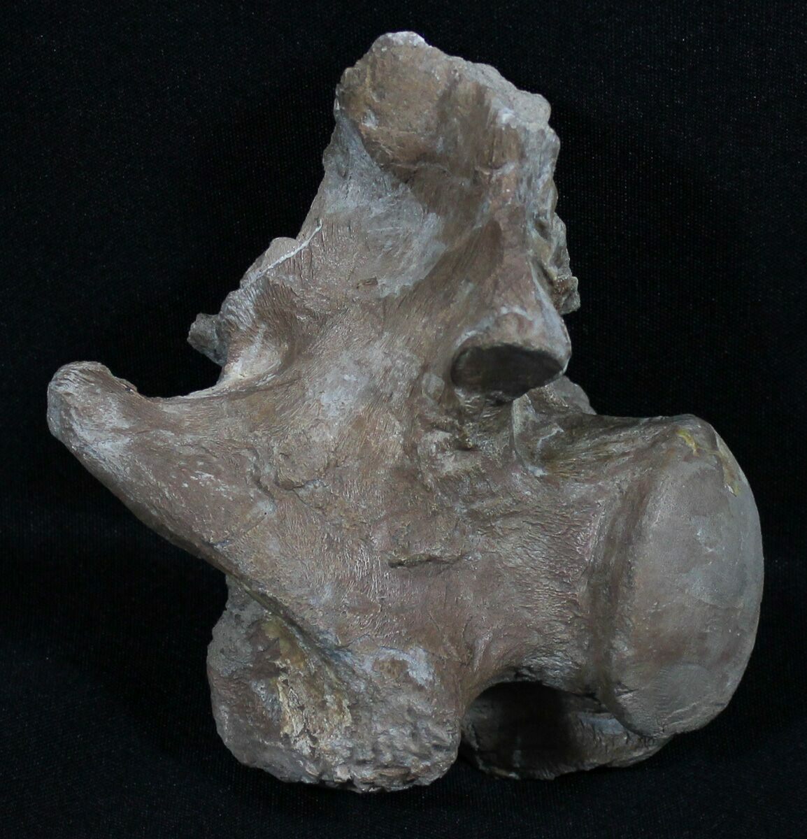 mosasaurus vertebrae