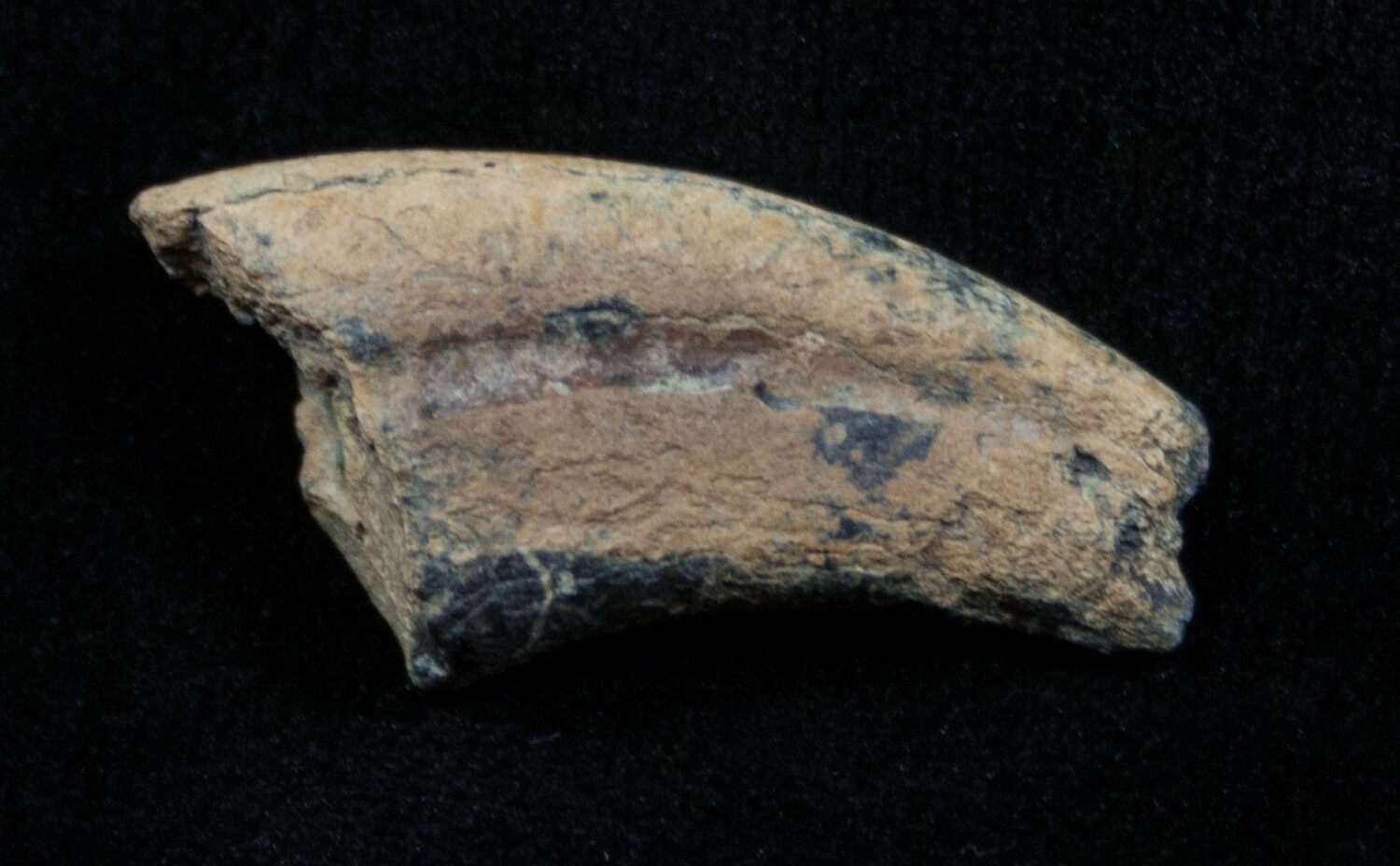 fossilized raptor claw