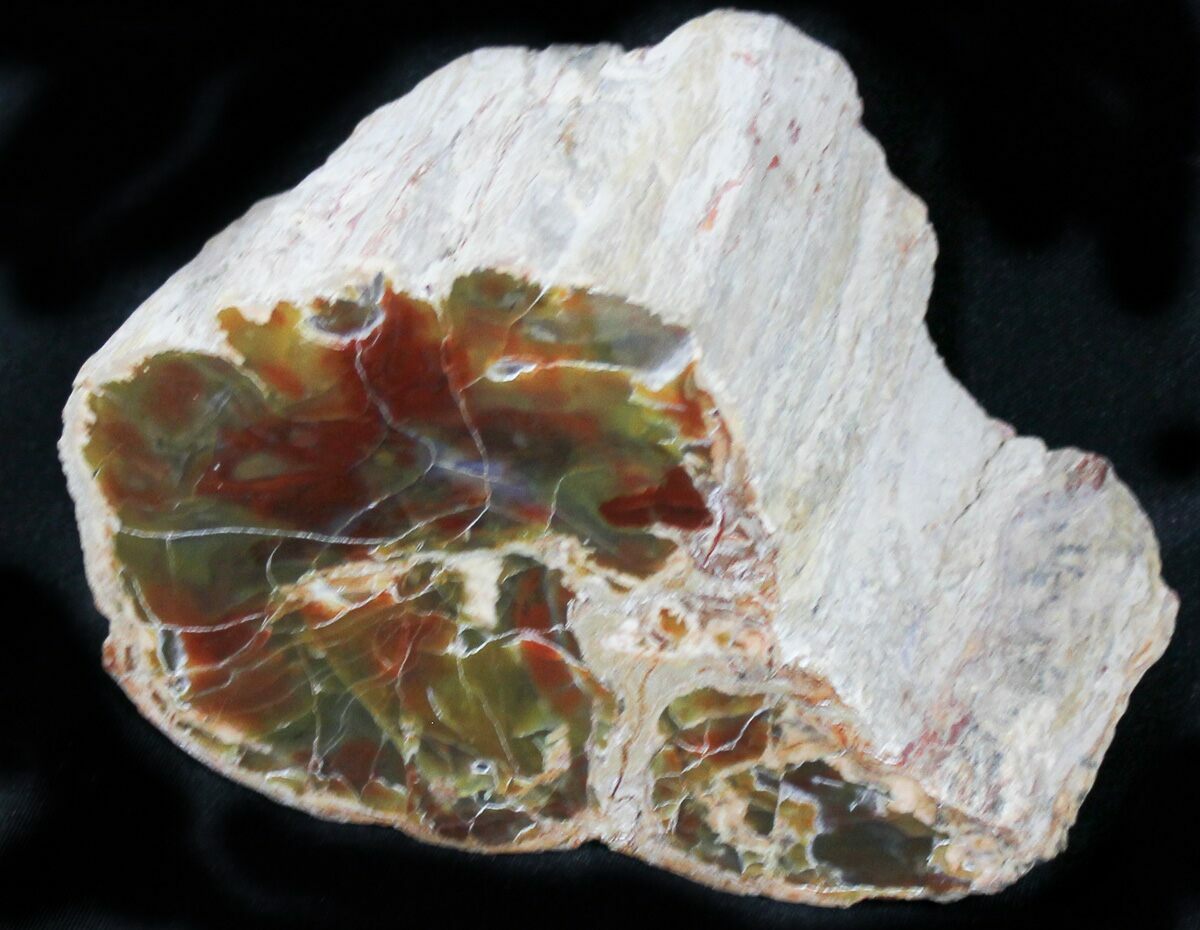 5.9" Jurassic Petrified Wood Section Henry Mountain, Utah For Sale