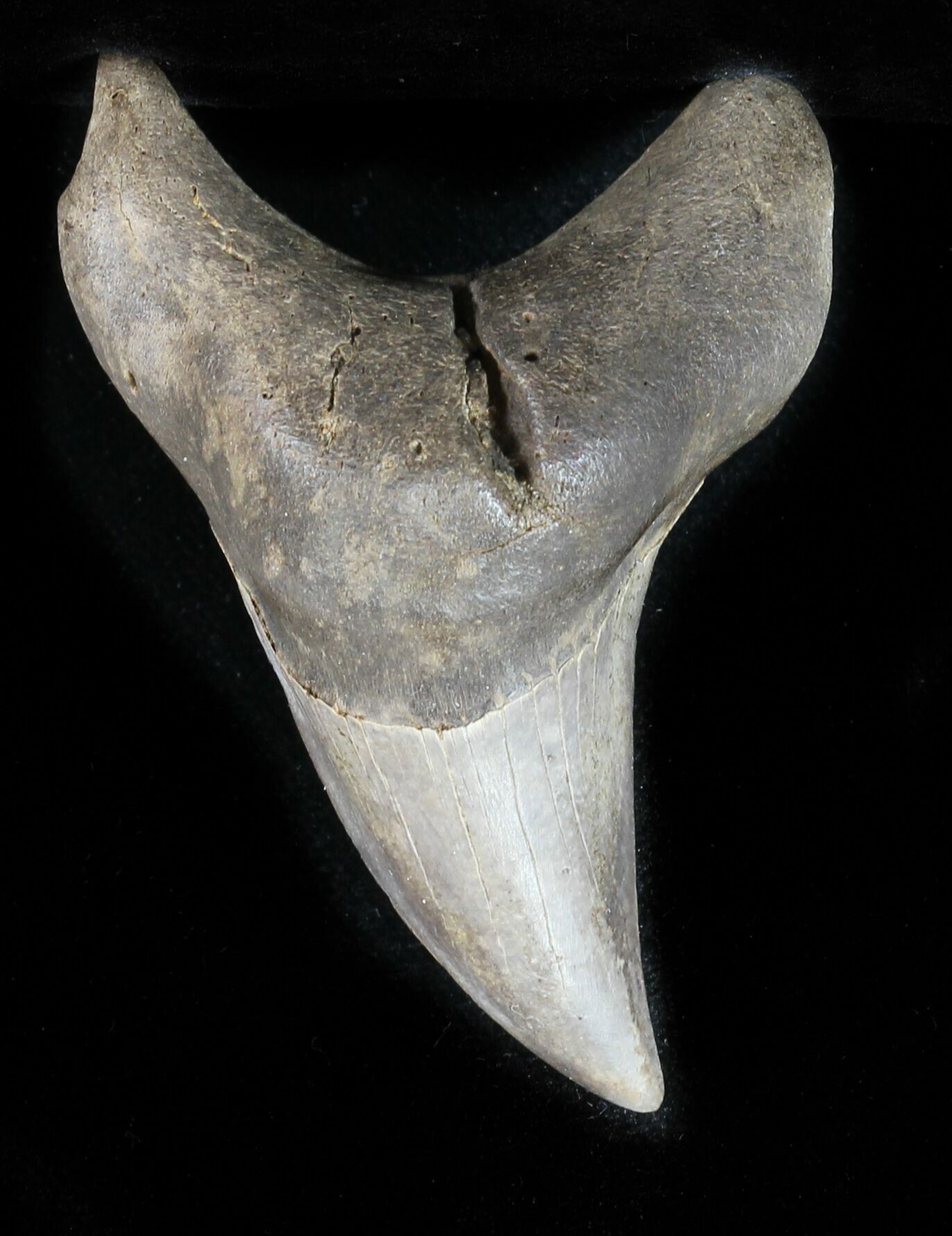 Rare Benedini (Extinct Thresher Shark) Tooth - 2.82" For ...