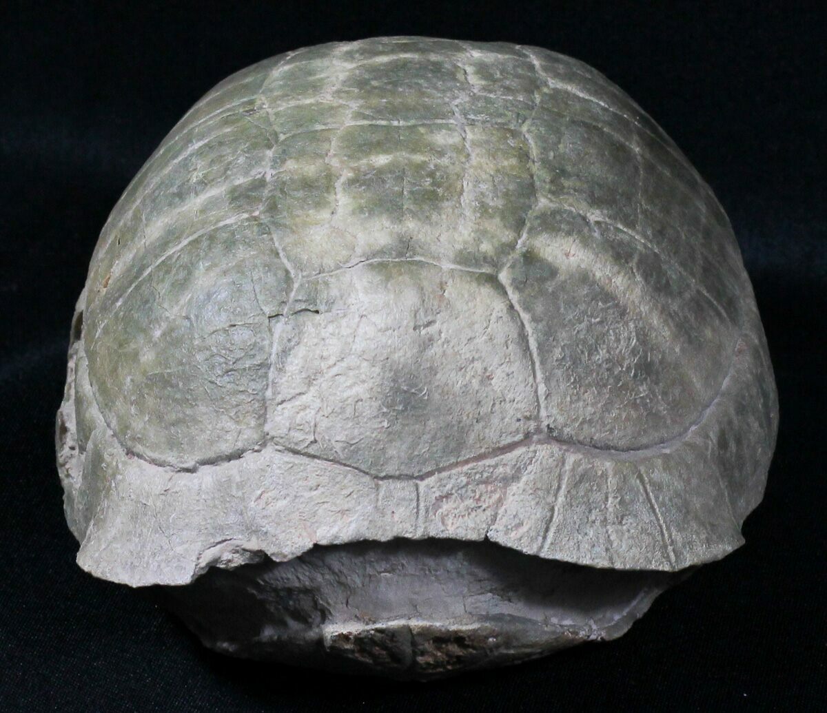 Superb 5.6 Fossil Tortoise (Stylemys) - South Dakota For Sale (31516 