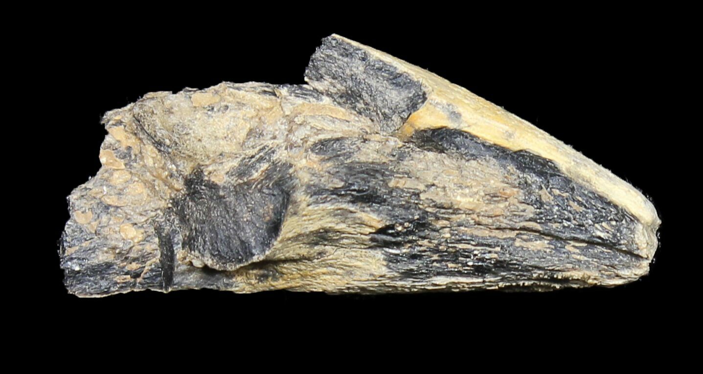 raptor claw fossil real