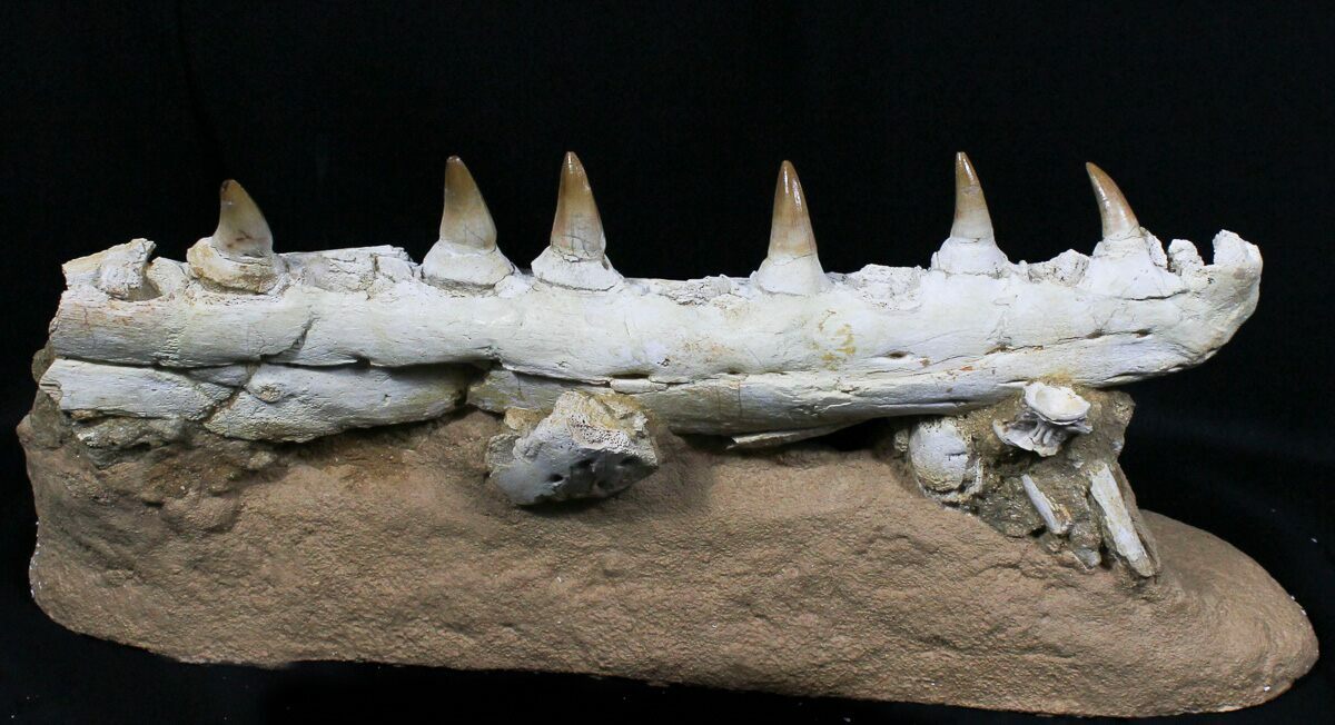 mosasaurus jaw for sale