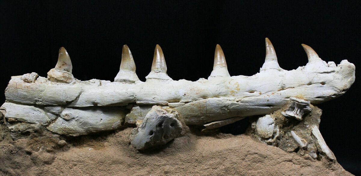 mosasaurus jaw for sale