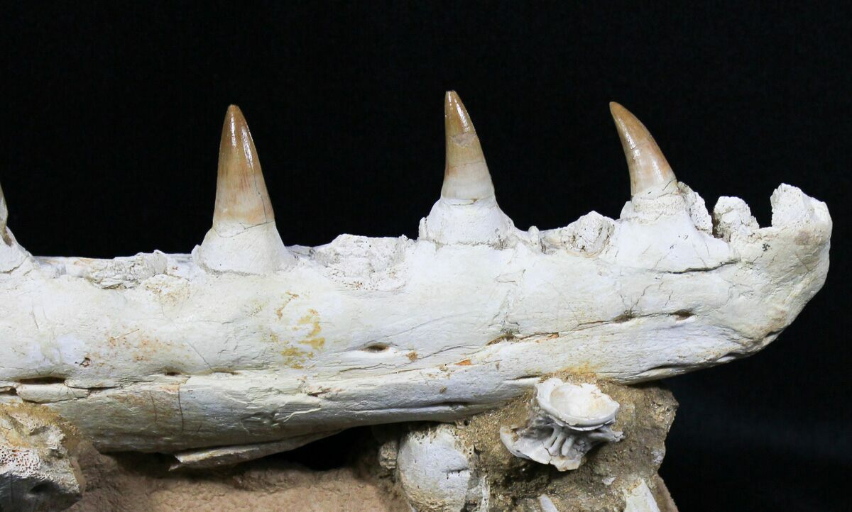 mosasaurus jaw for sale