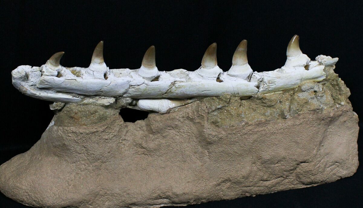 mosasaurus jaw for sale