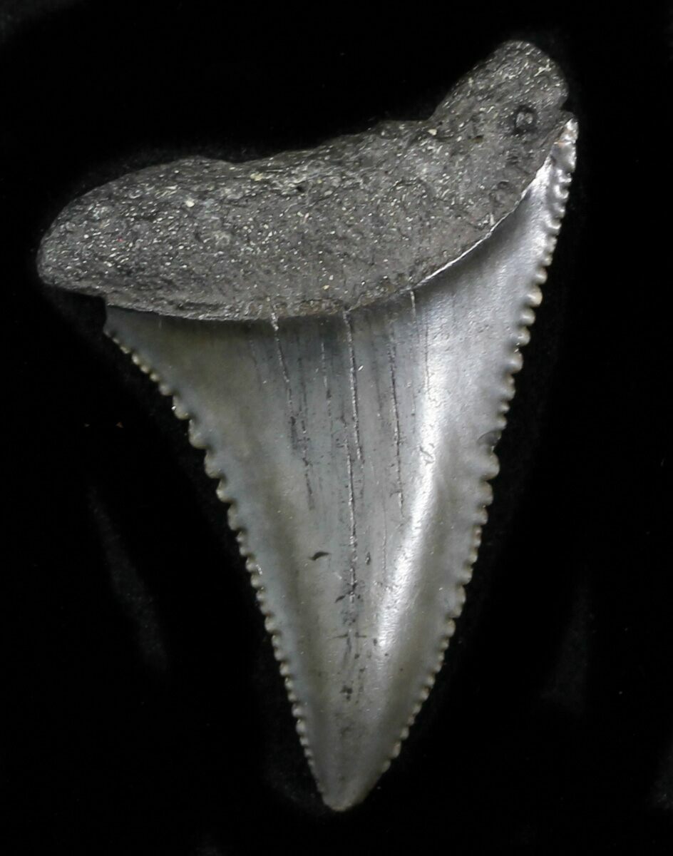 Serrated Fossil Great White Shark Tooth - 1.77