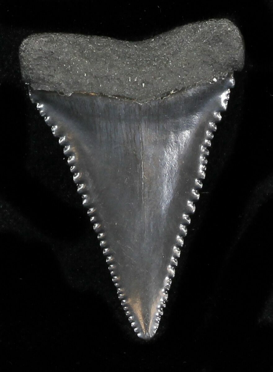 Serrated Fossil Great White Shark Tooth - 1.30