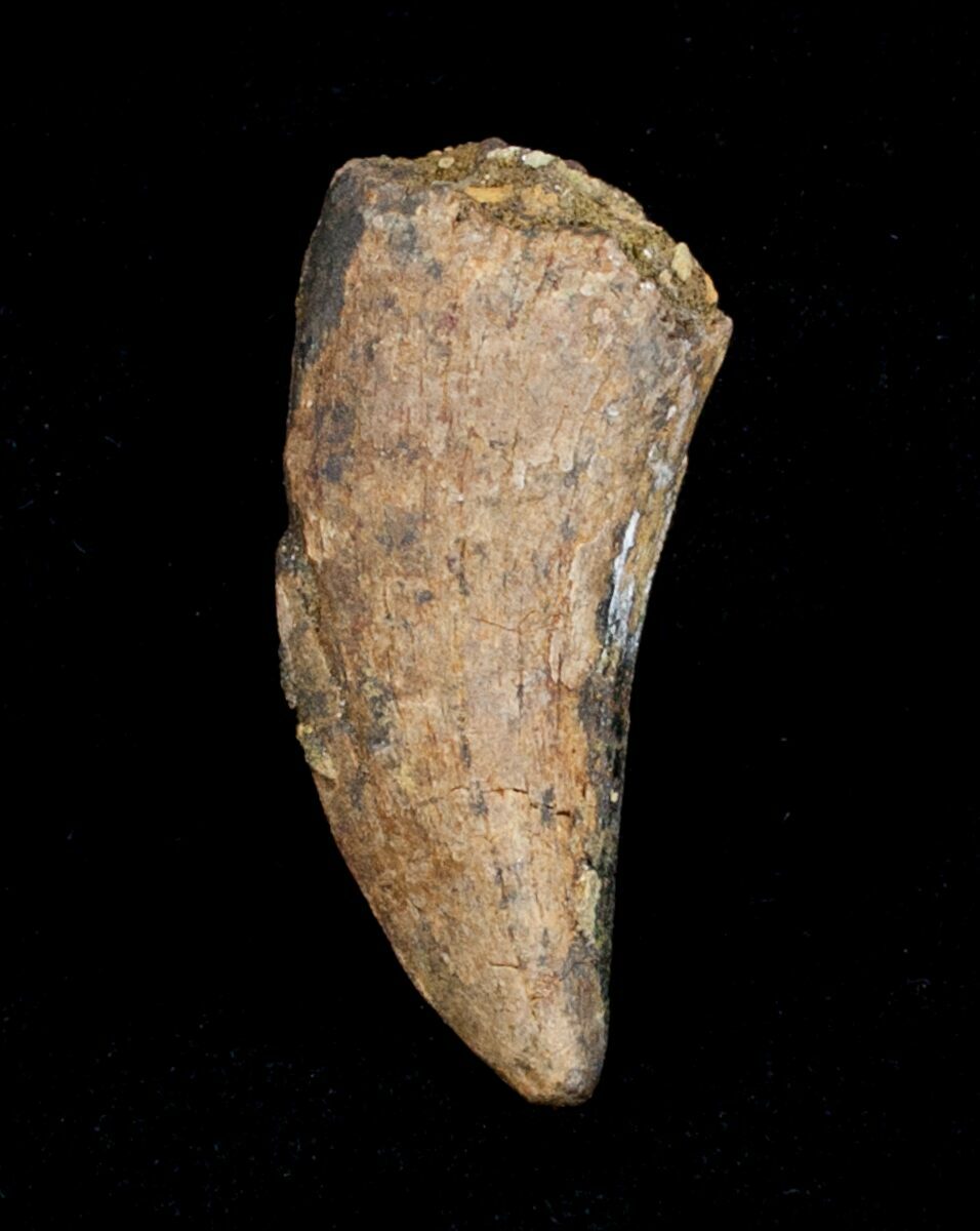 Huge Dromaeosaur Raptor Tooth Hell Creek For Sale 3843