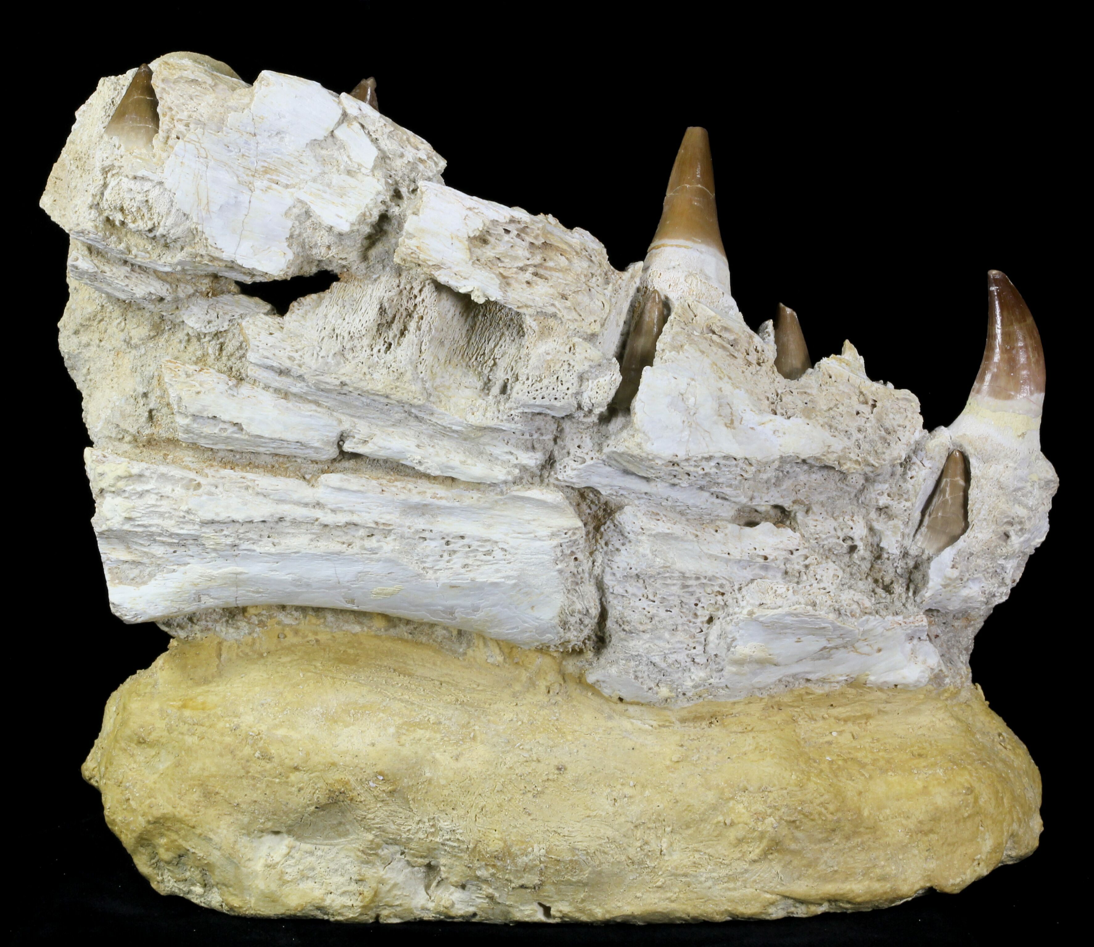 mosasaurus jaw for sale