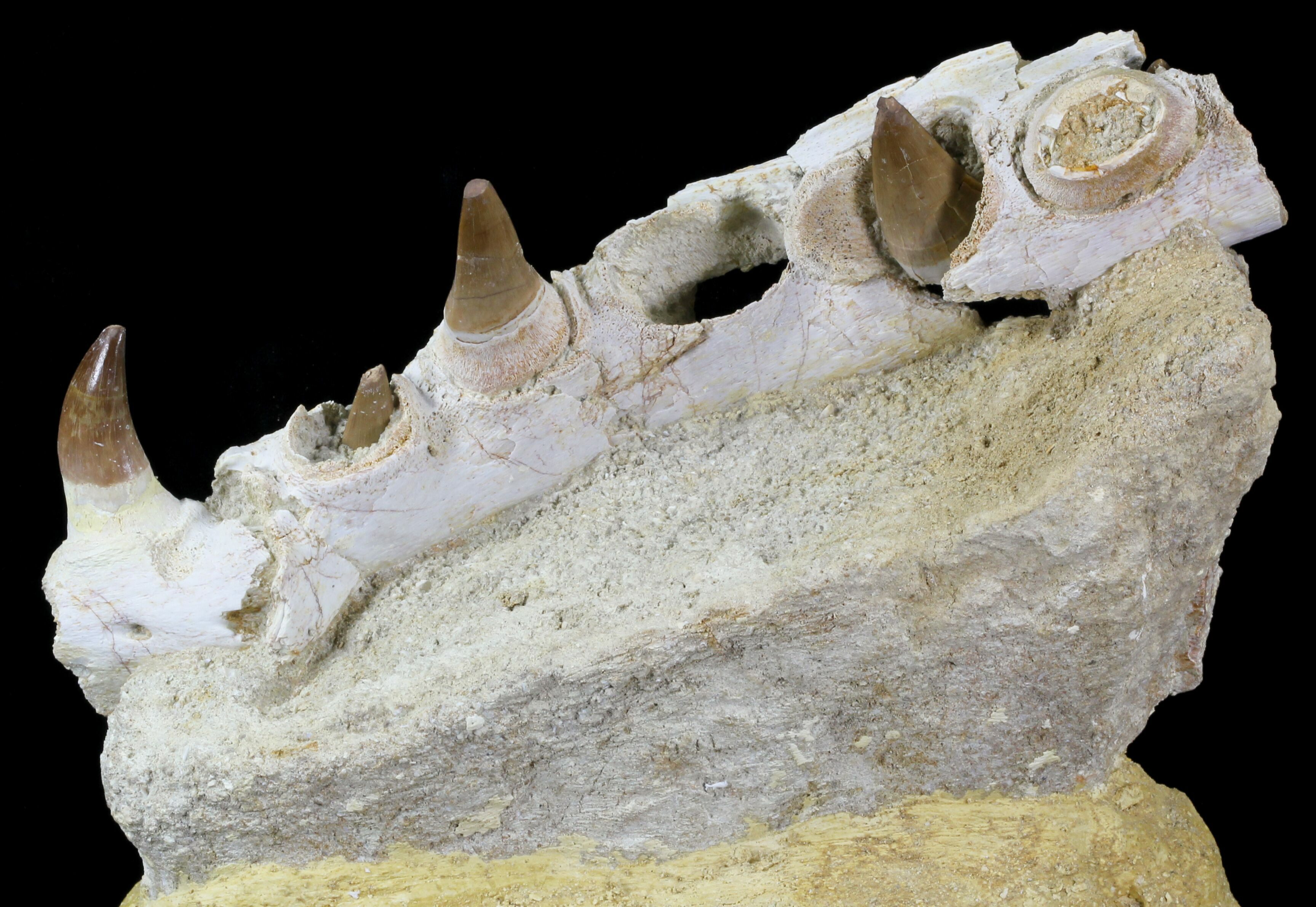 mosasaurus jaw for sale