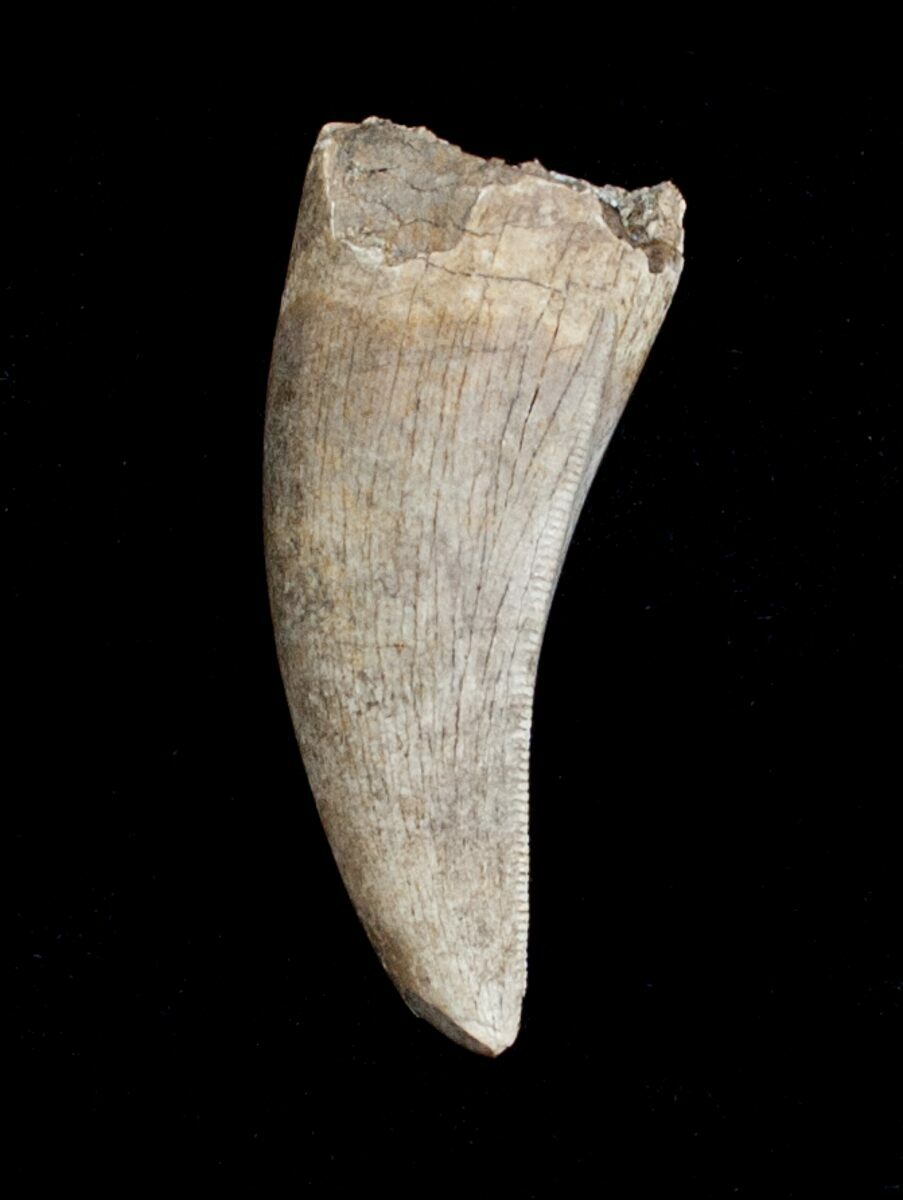 gorgosaurus tooth