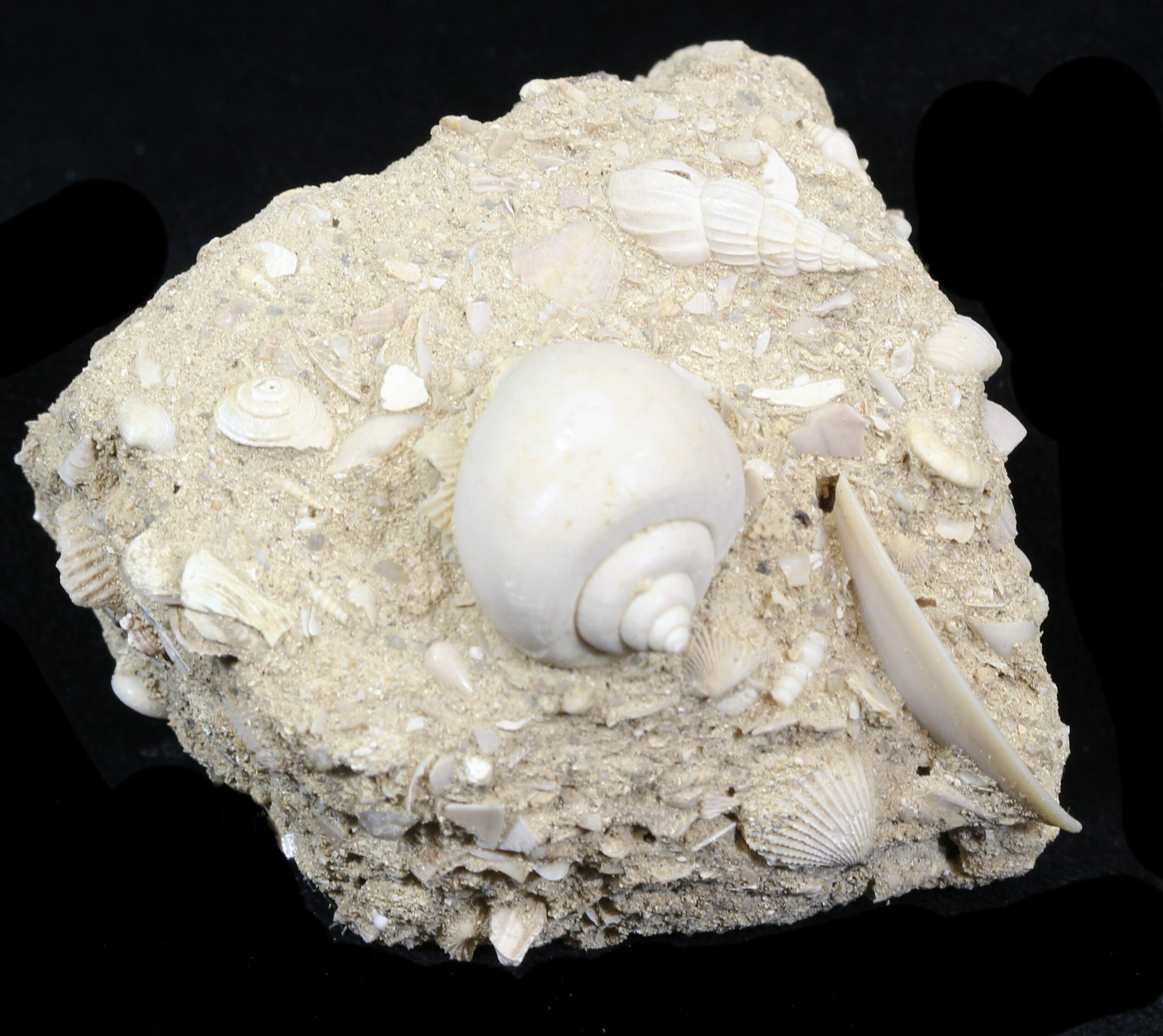 Eocene Fossil Gastropod (Globularia) - Damery, France For Sale (#32433 ...