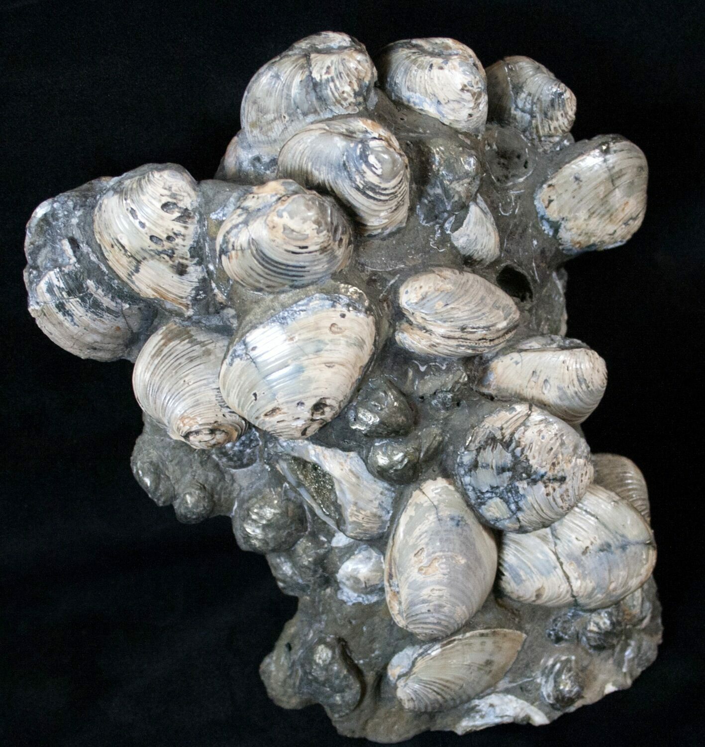 7 Tall Cretaceous Fossil Clam Cluster Russia For Sale 15591