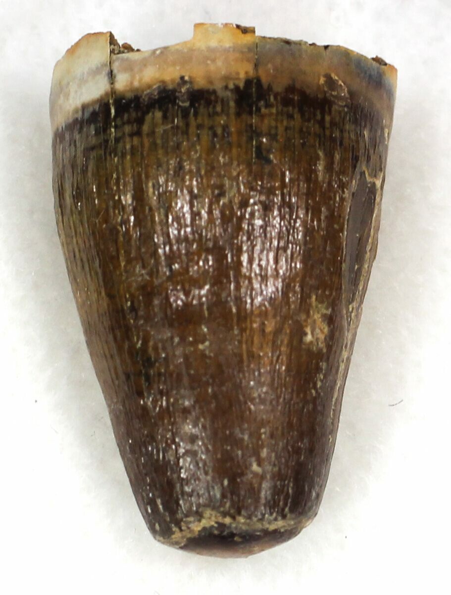 deinosuchus tooth