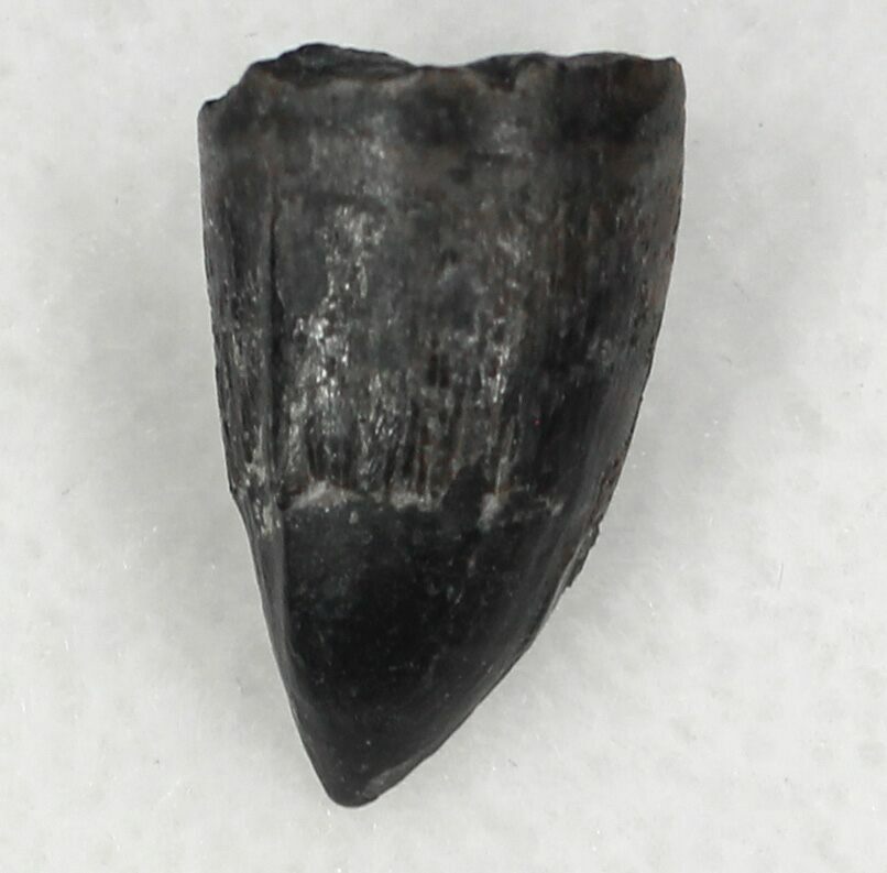 deinosuchus tooth