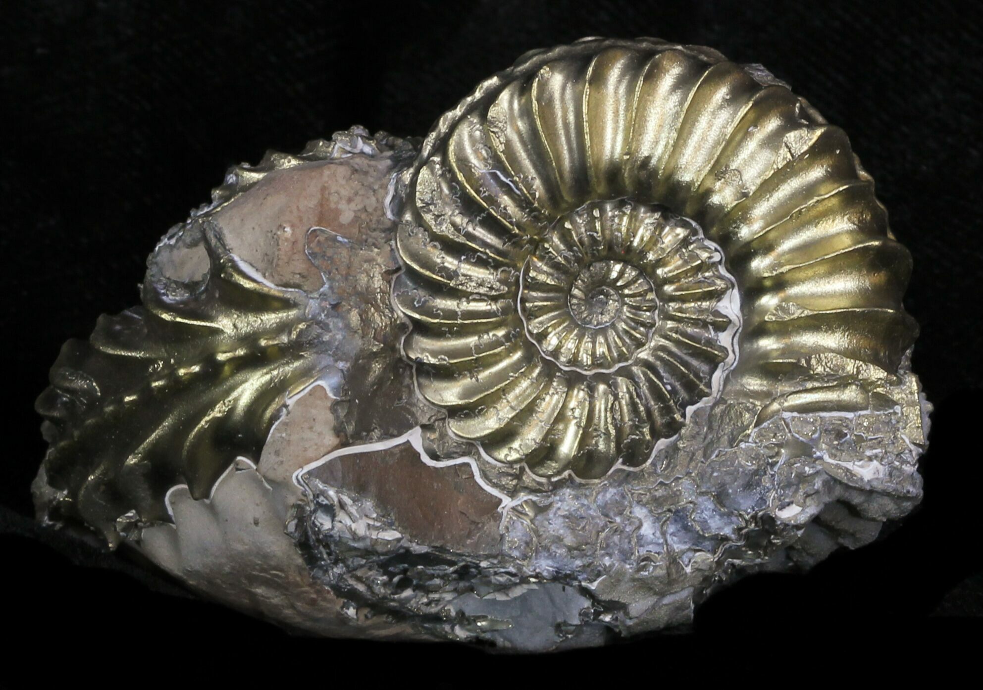 pyritized ammonite