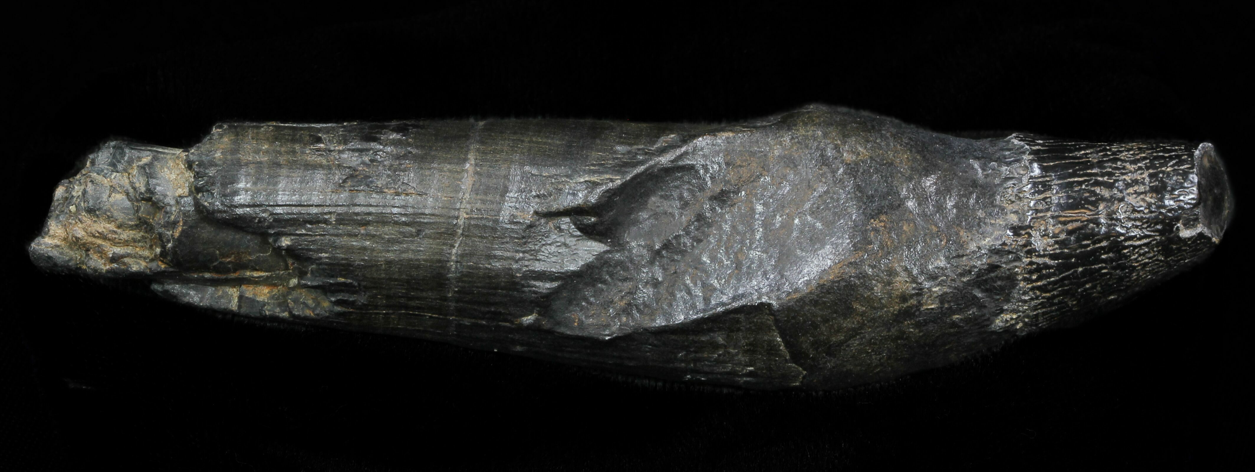 4.7" Fossil Whale Tooth - South Carolina For Sale (#33019) - FossilEra.com