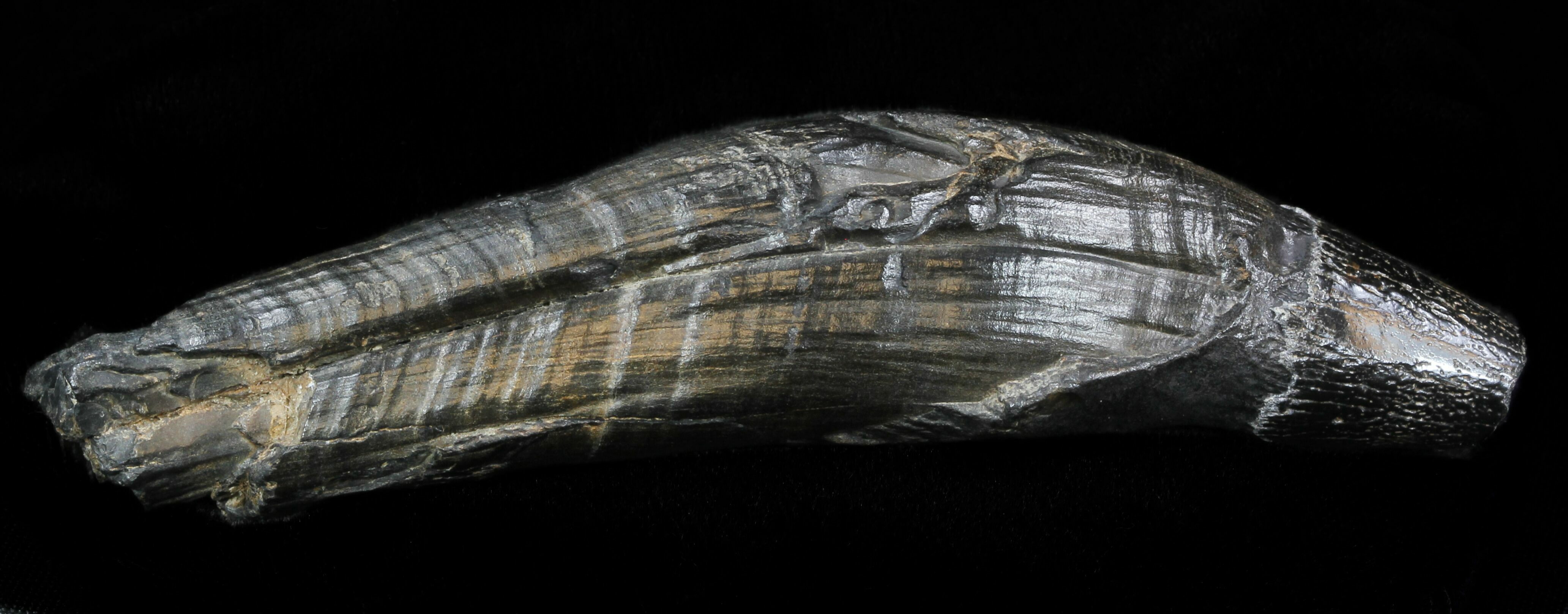 4.7" Fossil Whale Tooth - South Carolina For Sale (#33019) - FossilEra.com